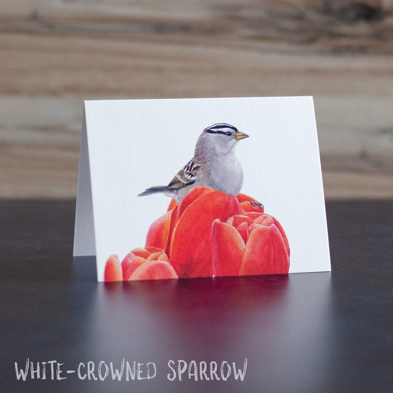 Text on White-crowned Sparrow.jpg