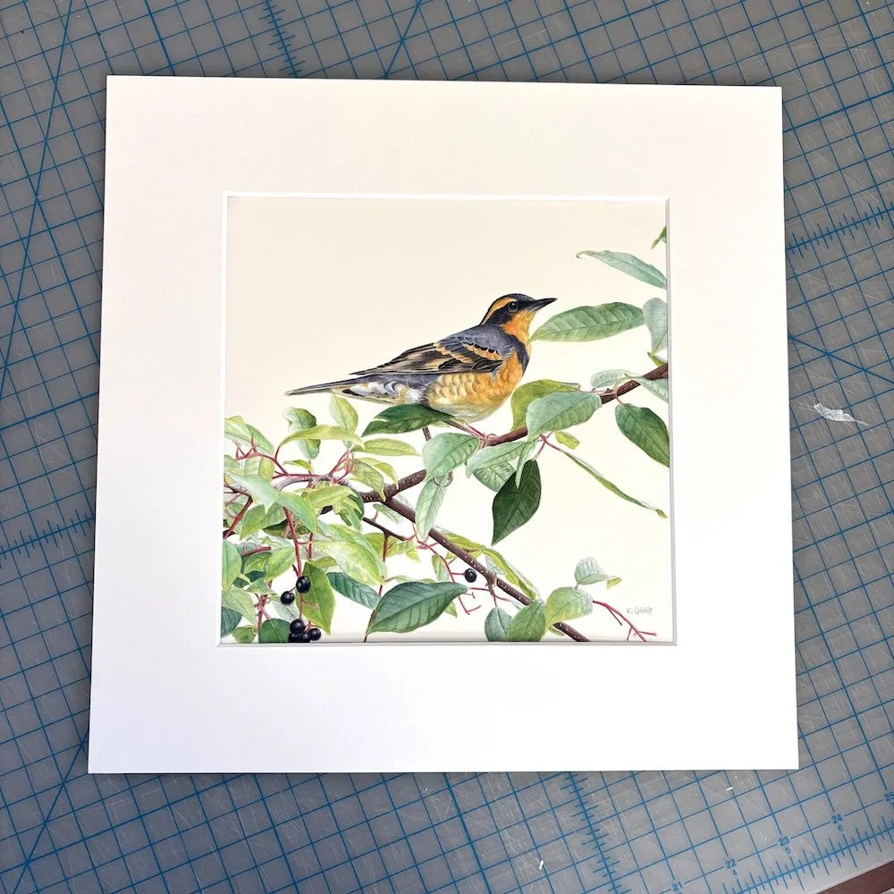 Watercolor painting of a varied thrush shown with a white mat around it
