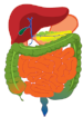 Acid reflux Constipation, diarrhea, irritable bowel syndrome Celiac disease & gluten-intolerance Inflammatory Bowel Disease: Crohn’s disease & ulcerative colitis Intestinal disturbance including indigestion, gas, bloating & candida overgrowth Food allergies Gastric ulcers Pancreatic enzyme insufficiency Gall bladder disorders Hepatitis Diverticulosis & diverticulitis