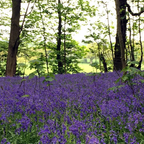 Blickling-woods-bluebells-Norfolk.jpg