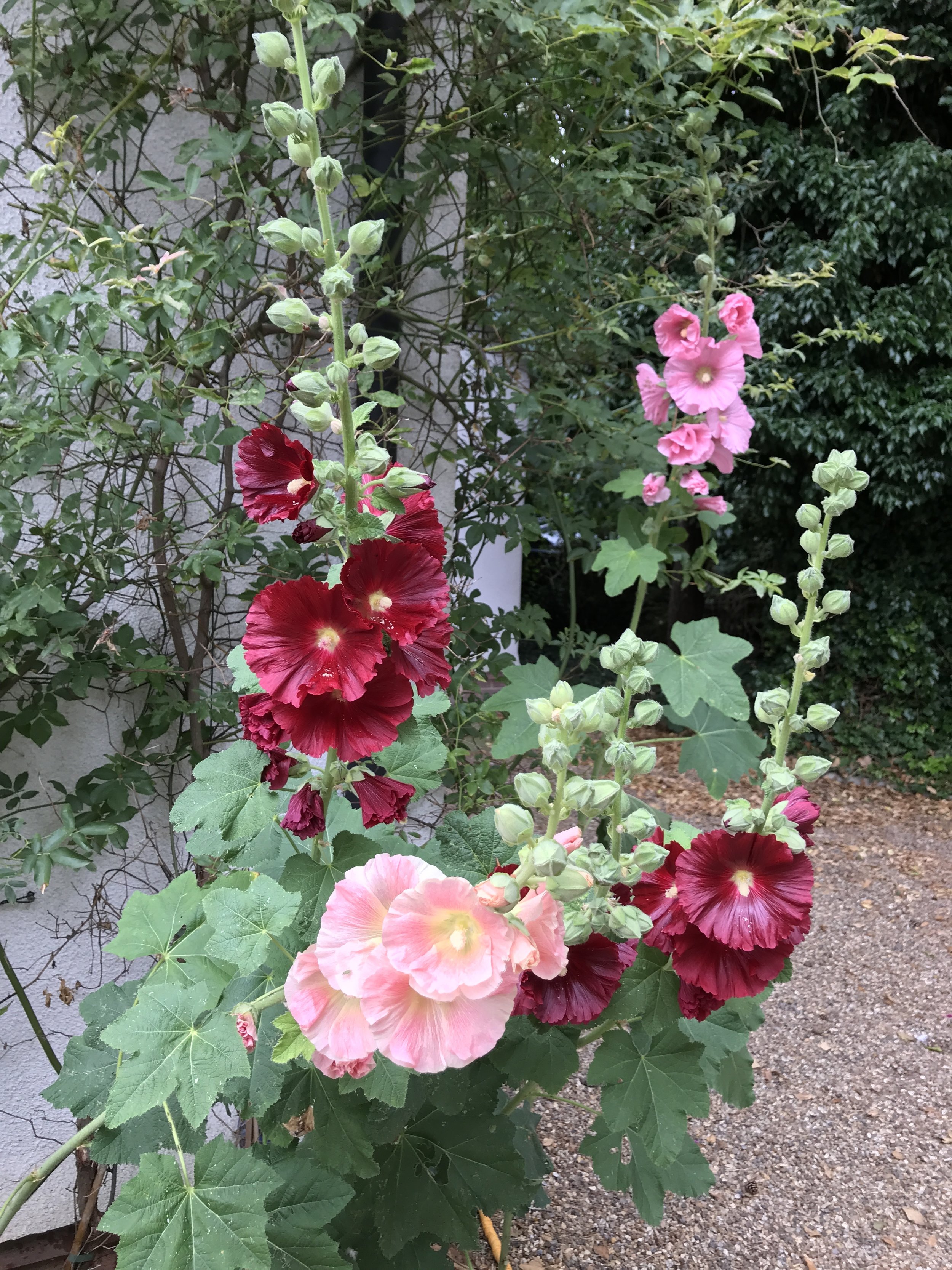 INC FREE SEED OFFER Wild Garden Flower Seeds Hollyhock Double Chater Red