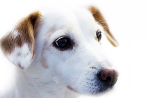 dog-pet-sitters.jpg