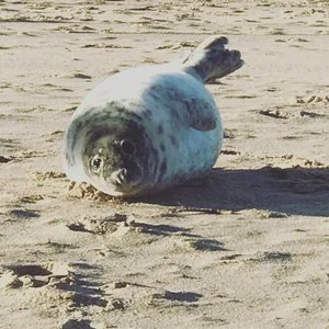 seal-pup-blakeney-norfolk.jpg