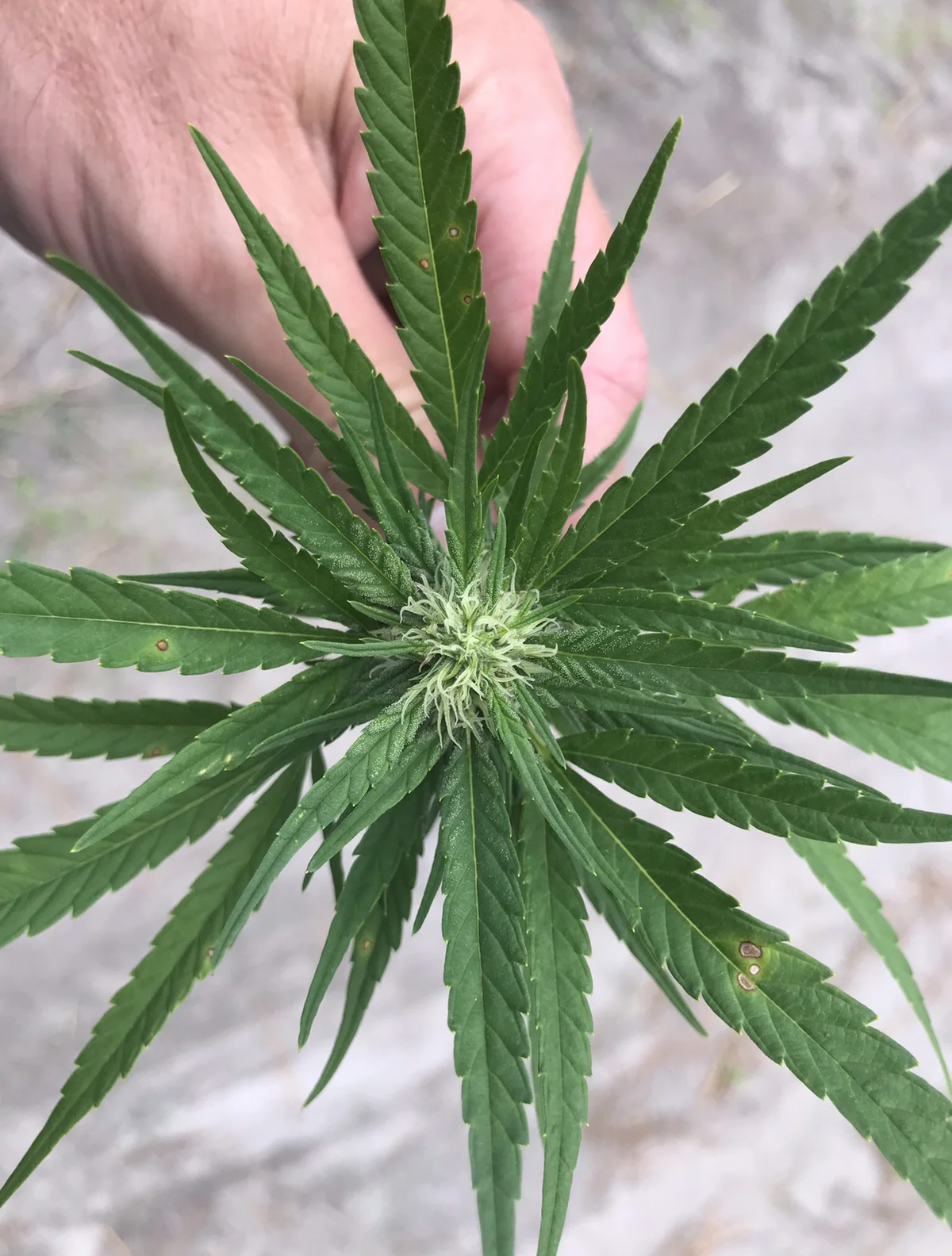 One hemp plant costs $7, which can easily equal $12,000 per acre to plant. However, the gross profit for one acre usually equals $30,000 to $35,000.