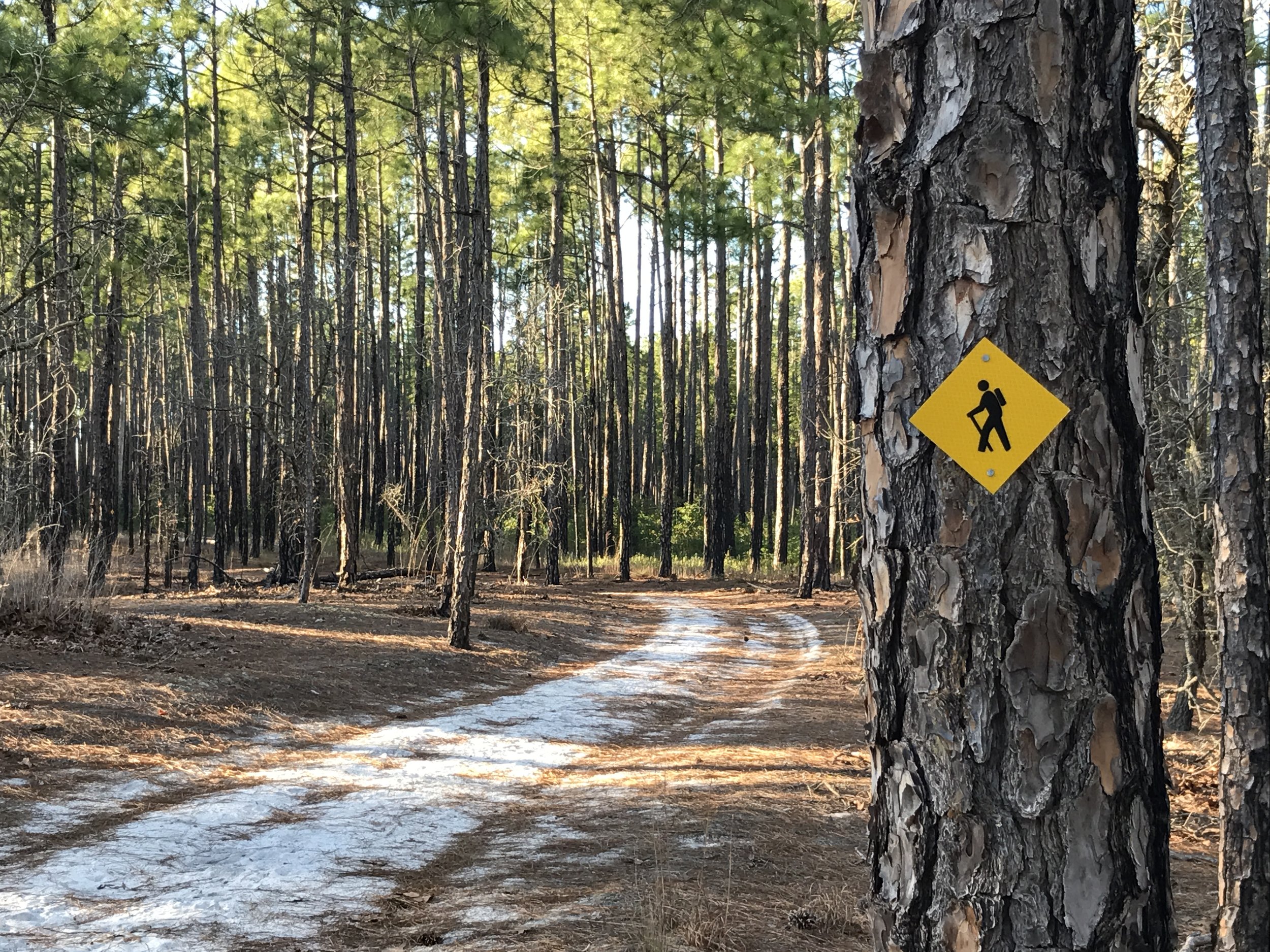 Commissioners approved a request by the Friends of Lake Waccamaw State Park to apply for a Department of Transportation grant to study and plan a trail circling through the town and the park.