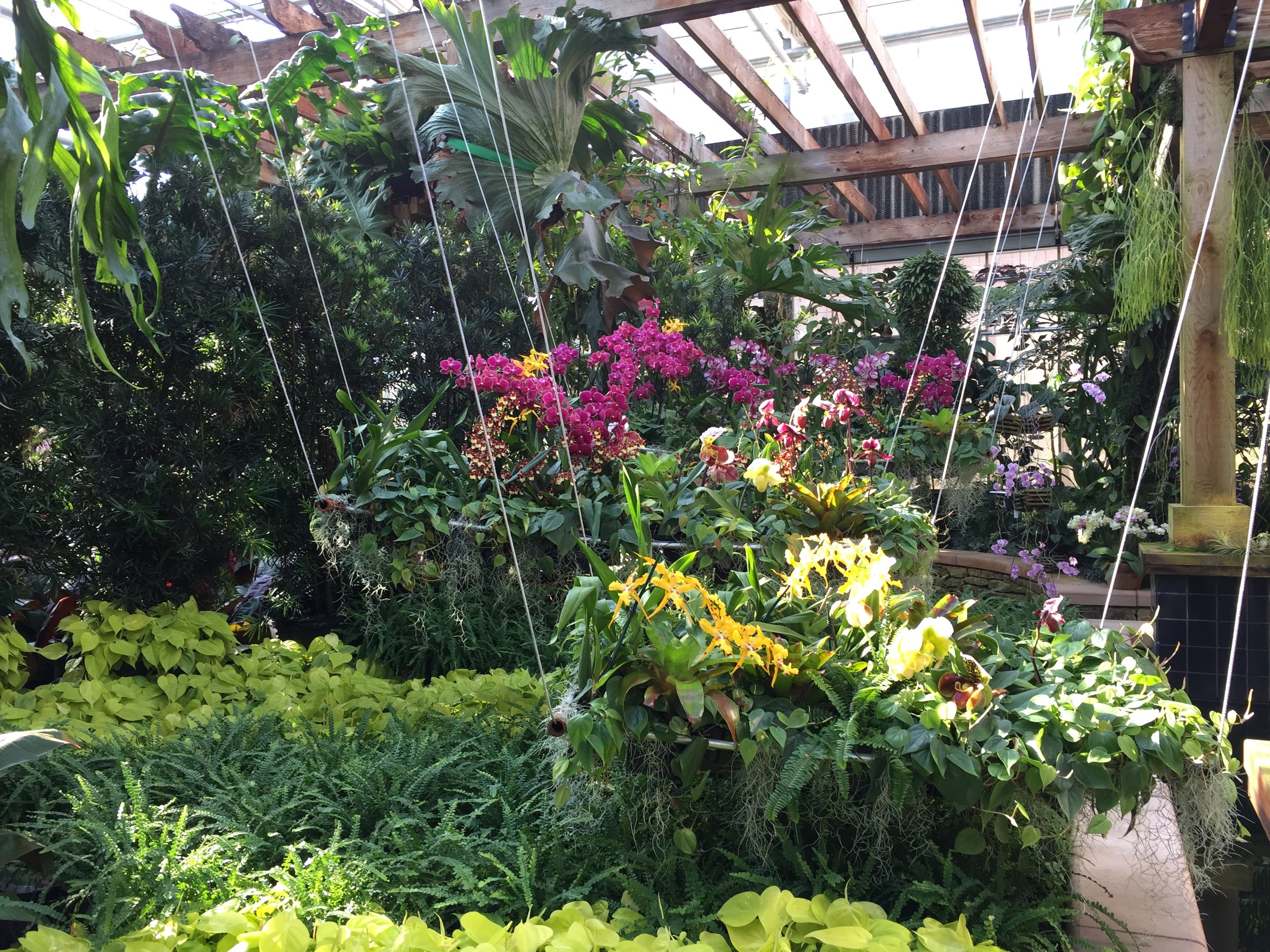 After this exhibit I desperately thought about how I could recreate these orchid/philo/spanish moss swings at my house. I settled for a hanging oncidium but wow.