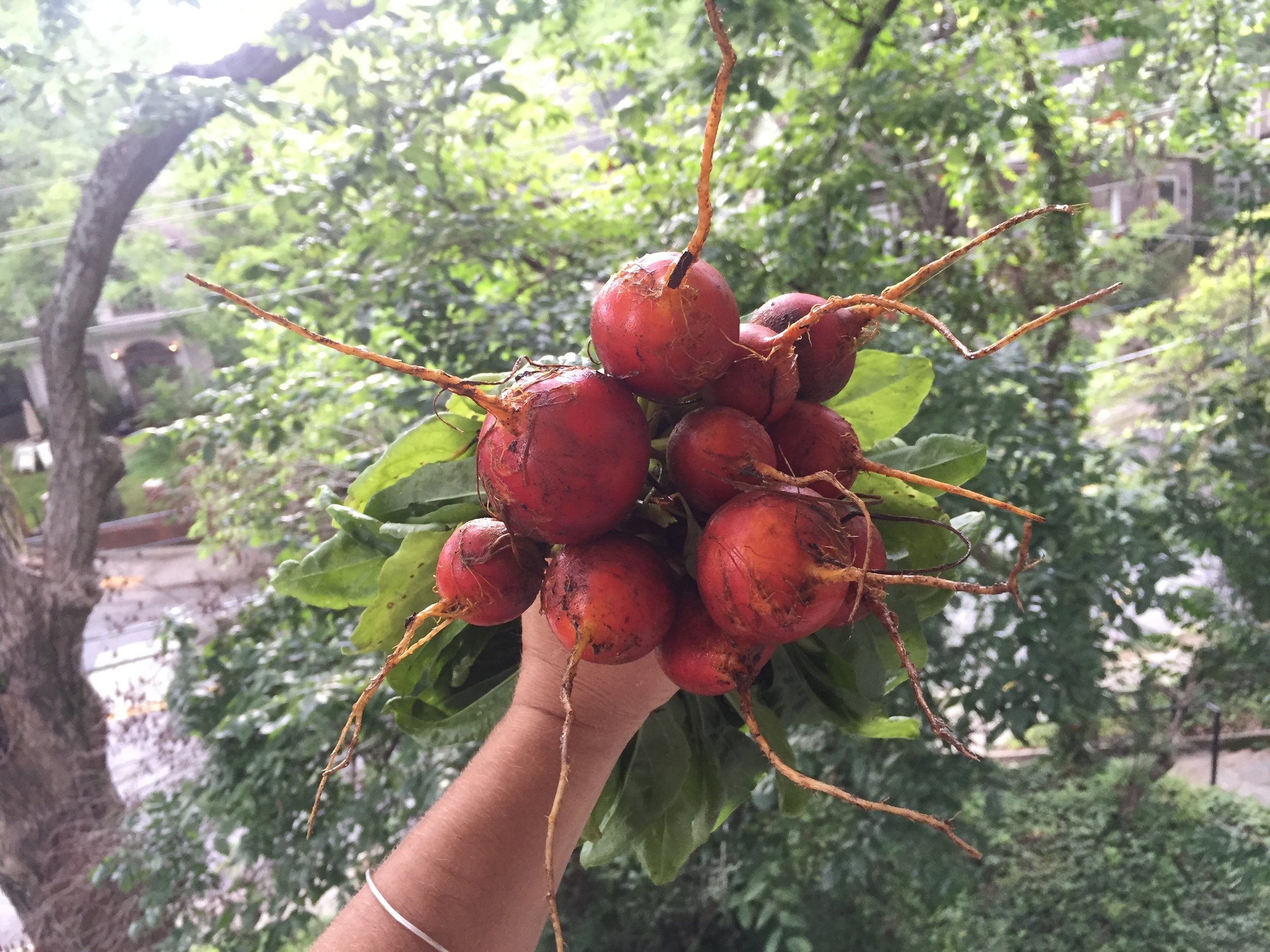 Touchstone beet harvest!