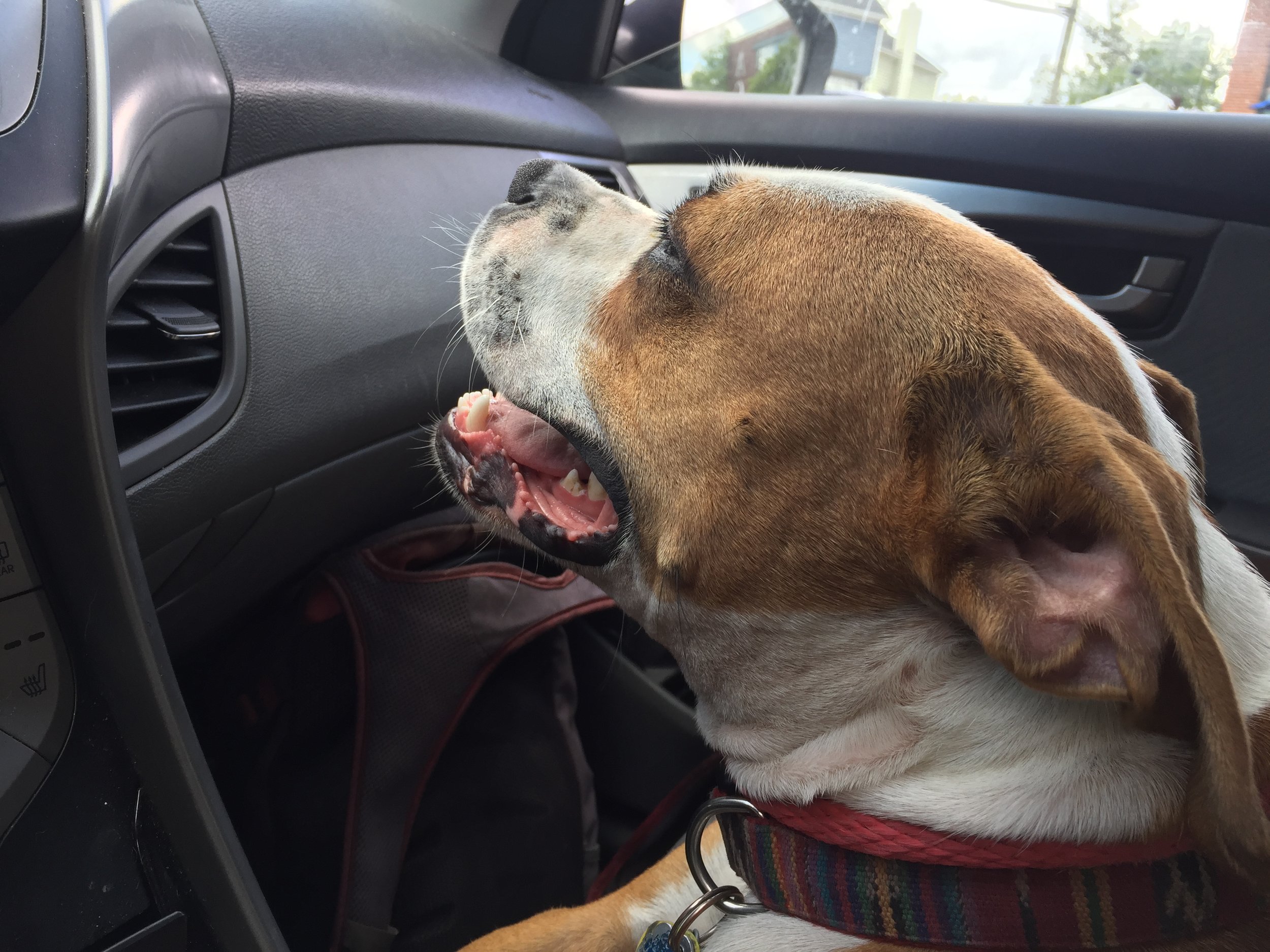 Enjoying the car AC blow through her fur on a 90'+ day.