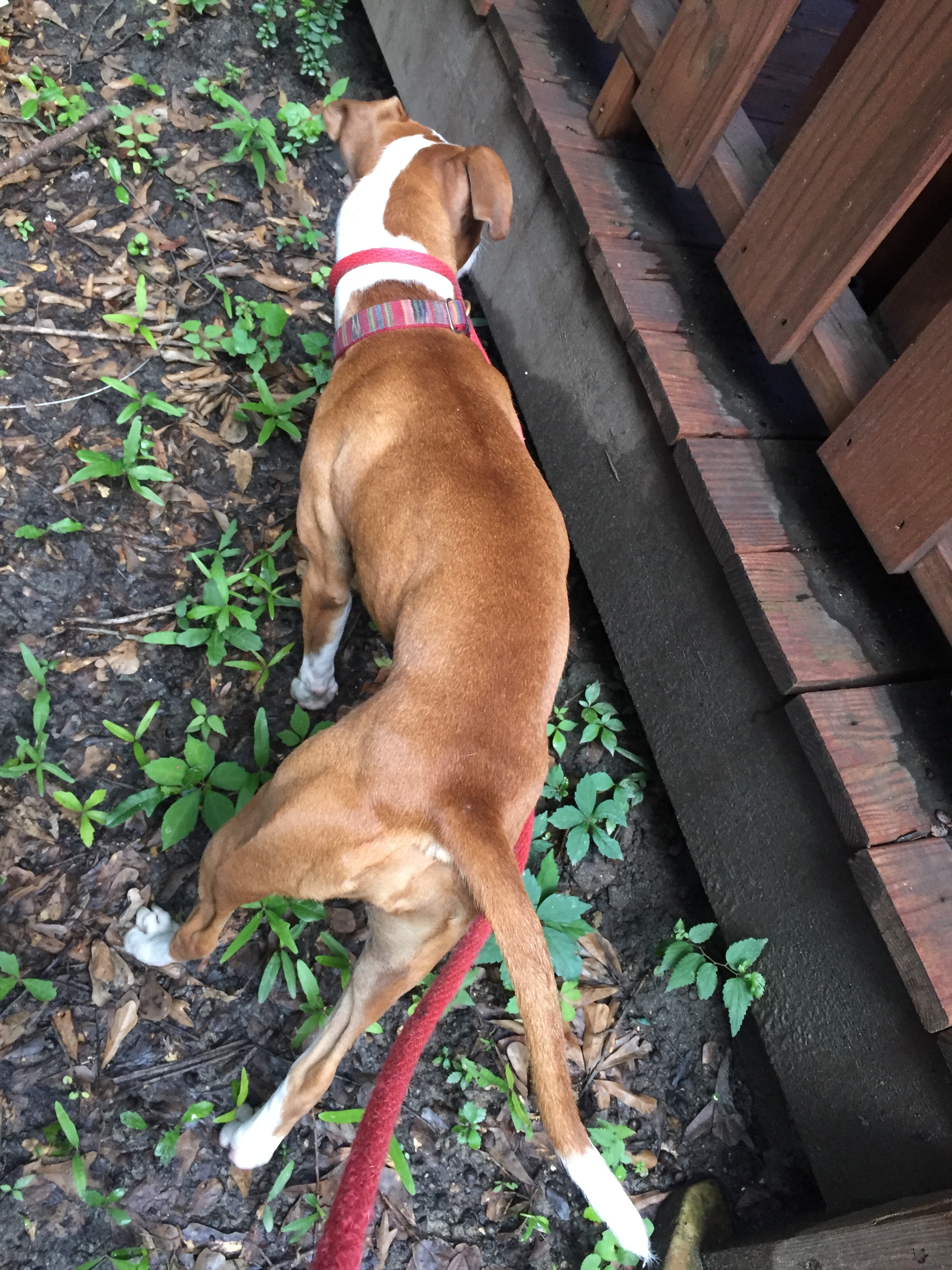 Phoebe is obsessed with the stray cat that lives in our neighborhood. I think she's "prey-driven" but when she sees the cat, she freezes and refuses to move.