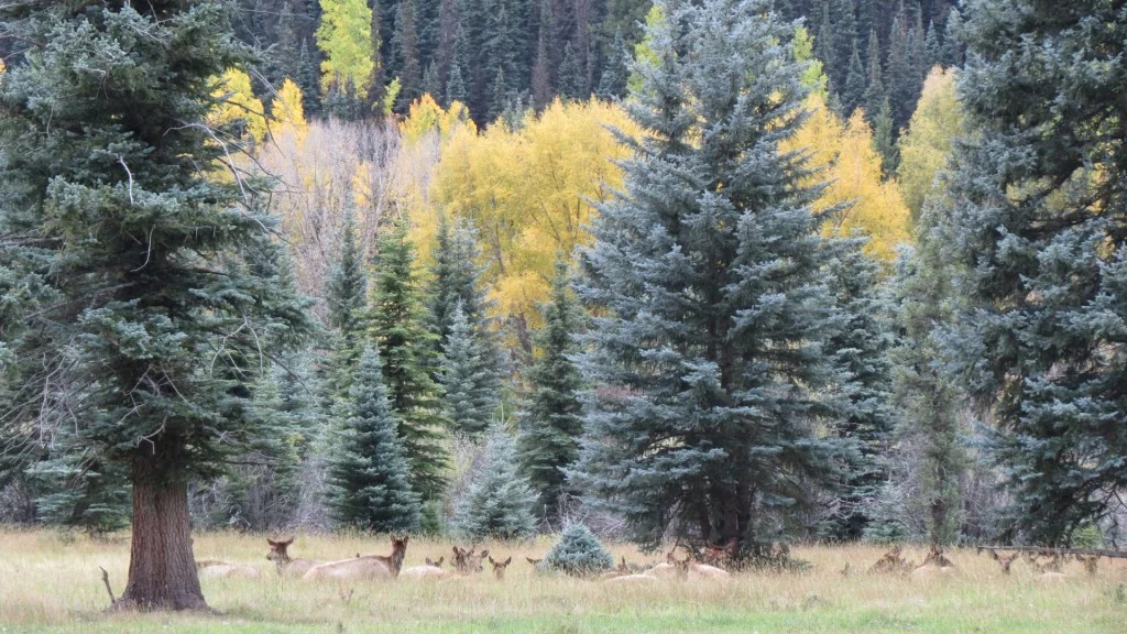 Elk lady party as we were entering Telluride.