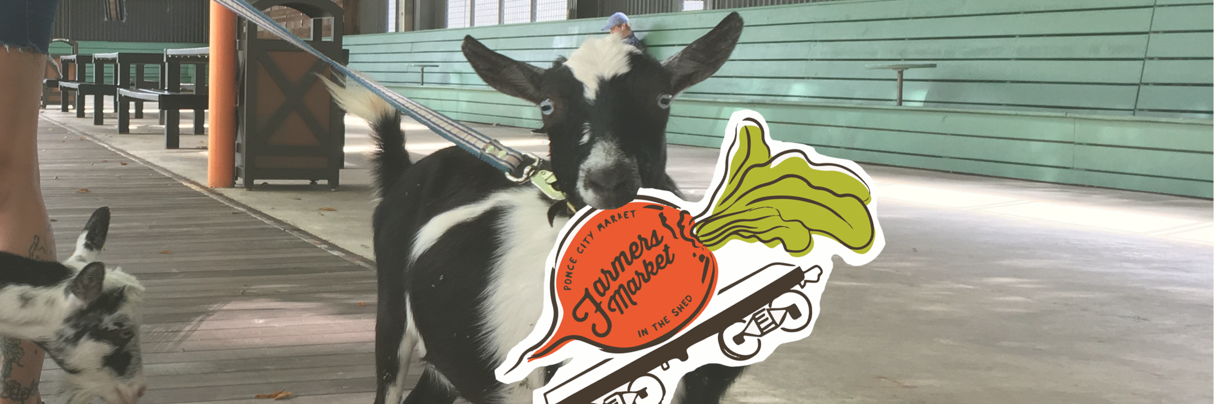 Newsletter_MC Header Goat.png
