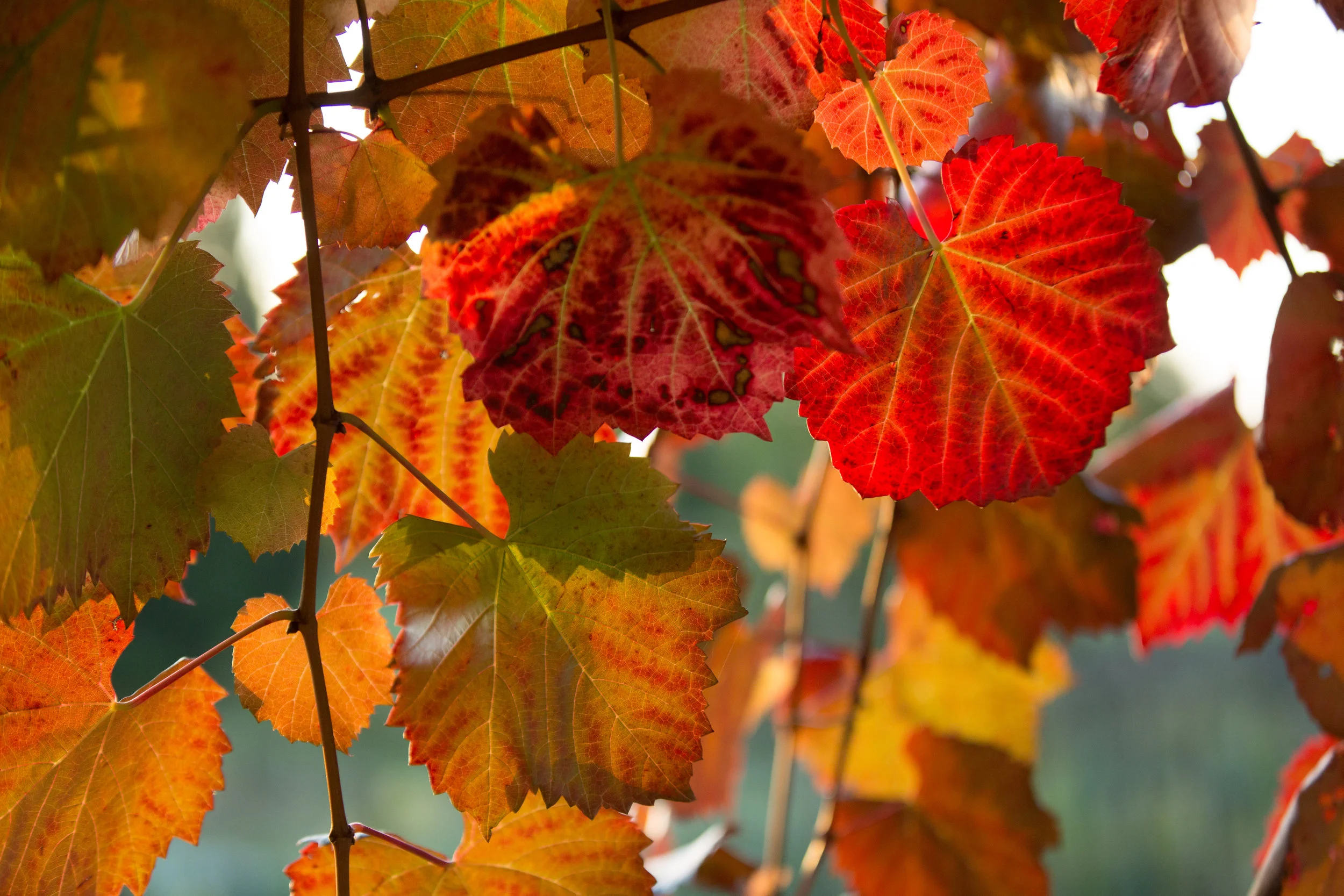 You Can't Force Fruit