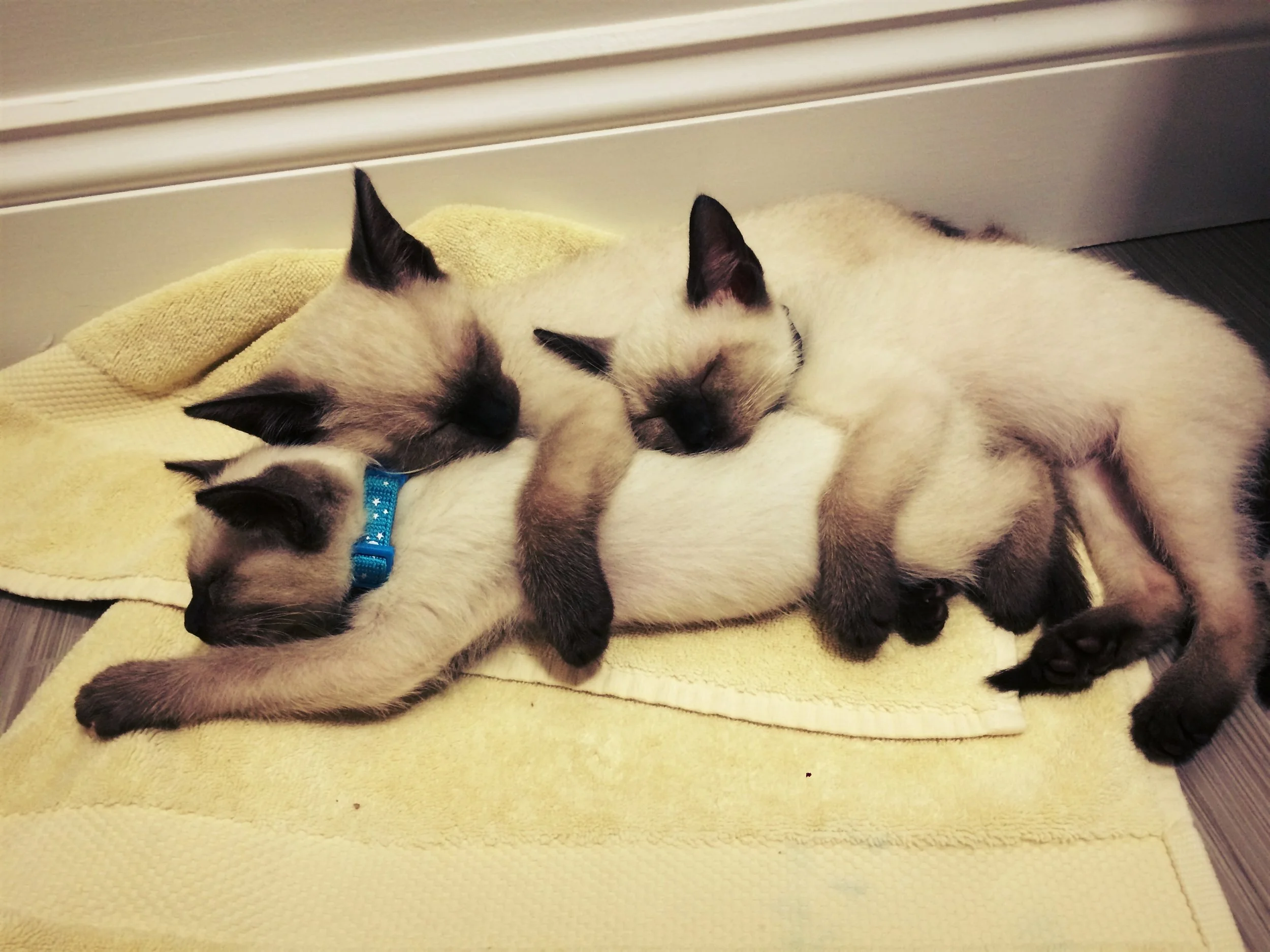 01 kittens.jpg