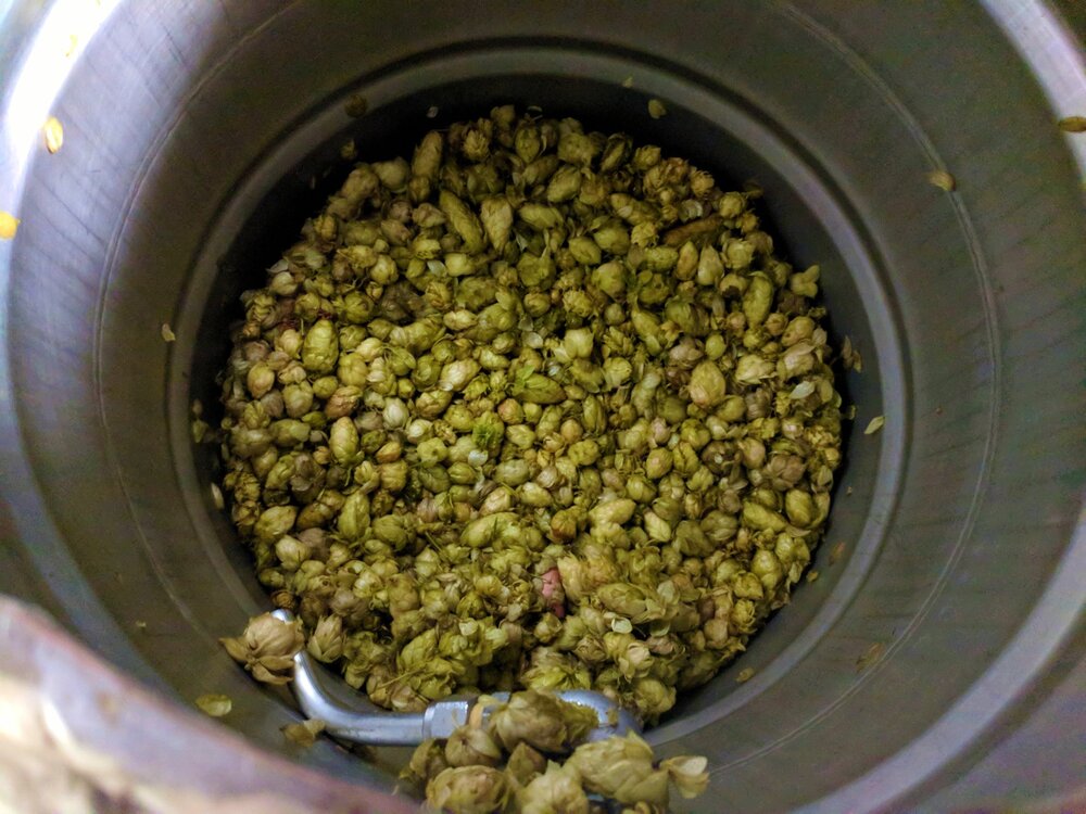  Fresh hops right into the kettle 