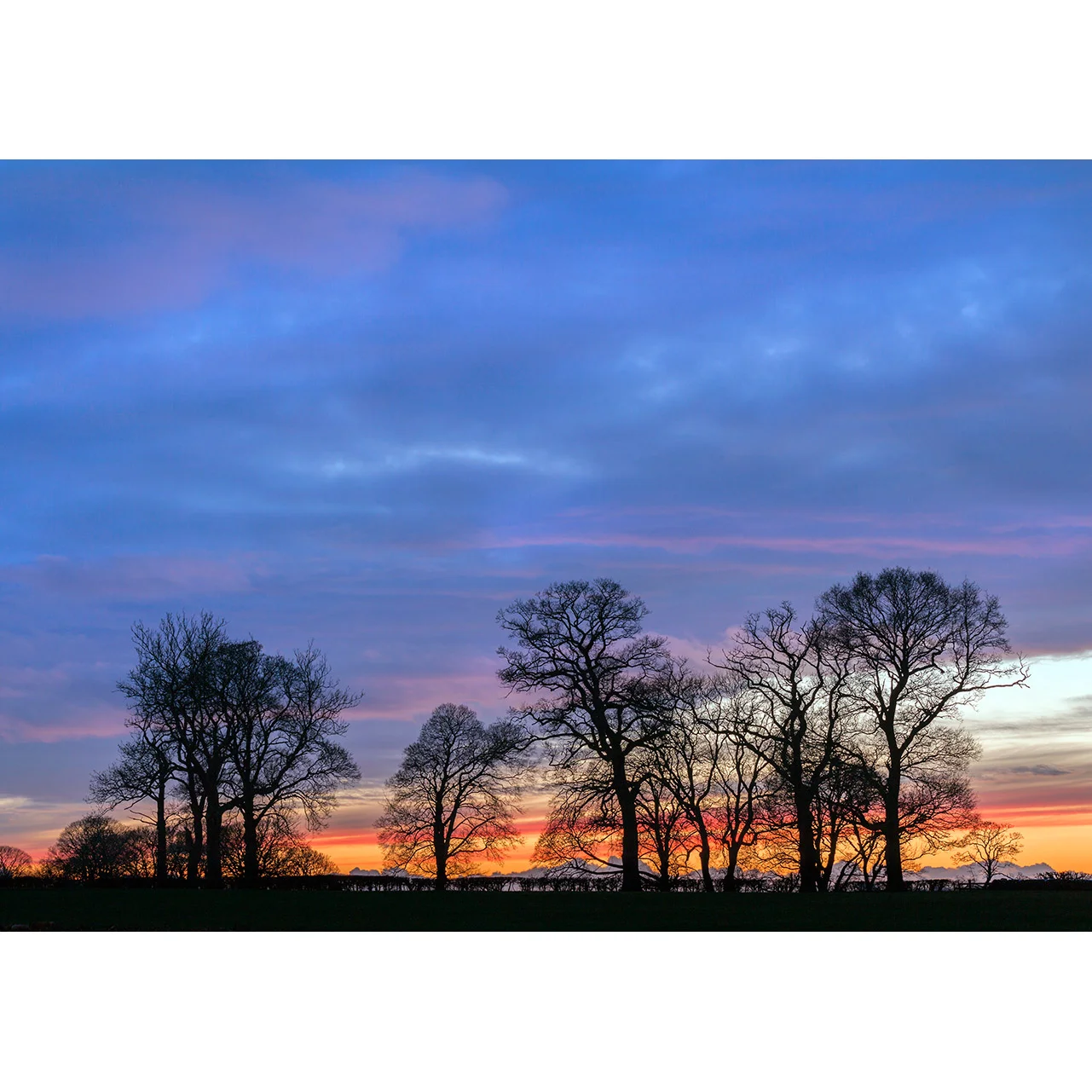 winter-treeline.jpg