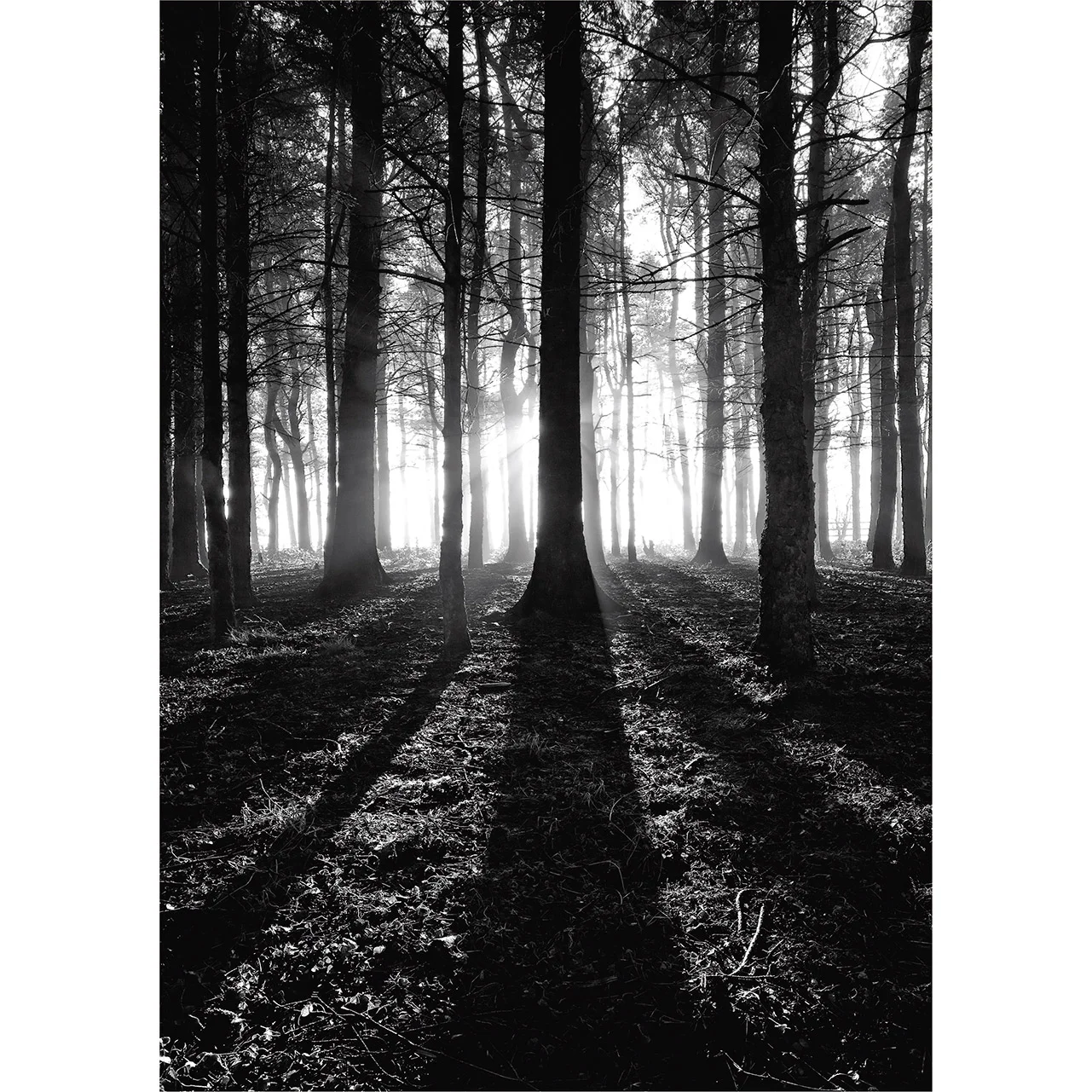 woodland_sunrise.jpg