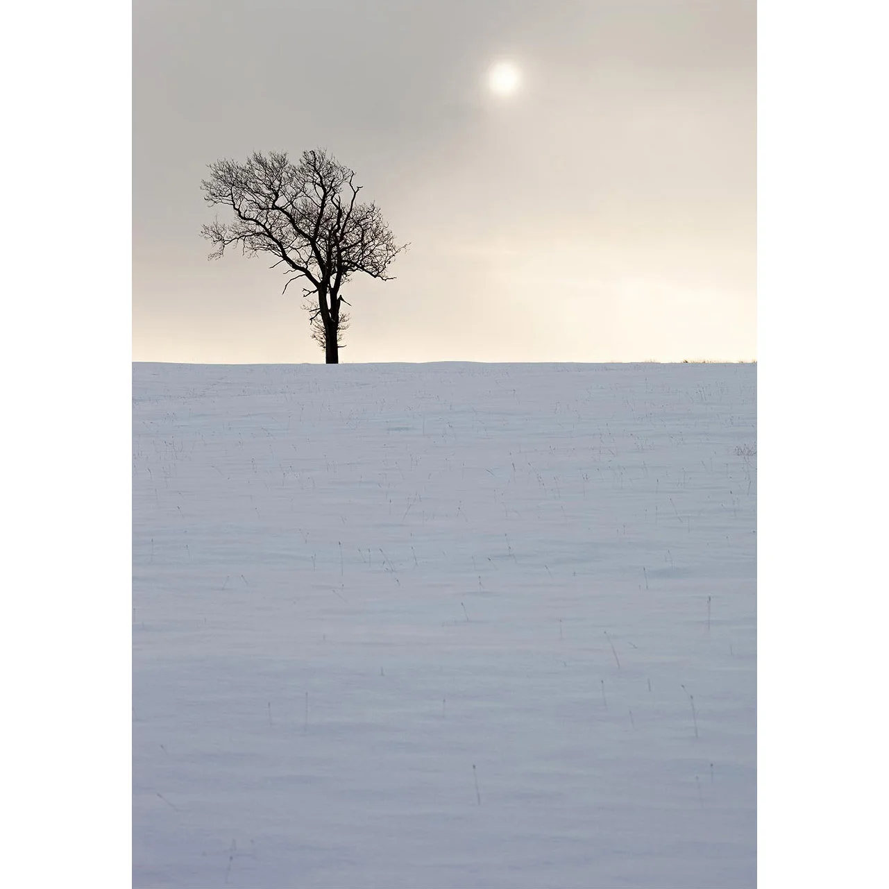 winter-tree.jpg
