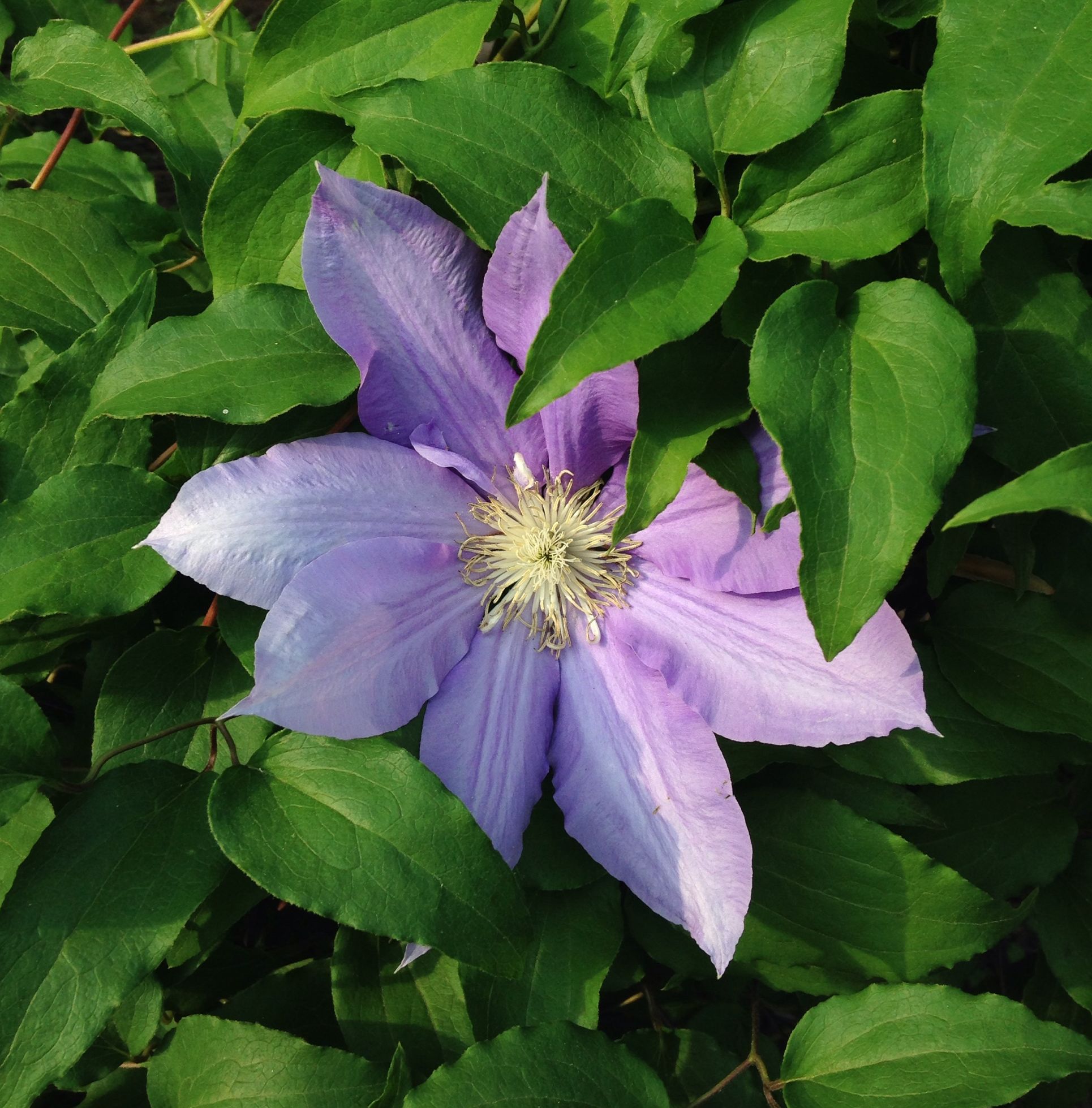 Clematis.JPG