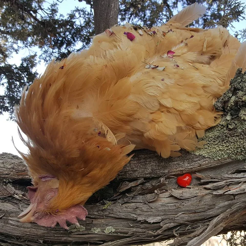 chicken.jpg