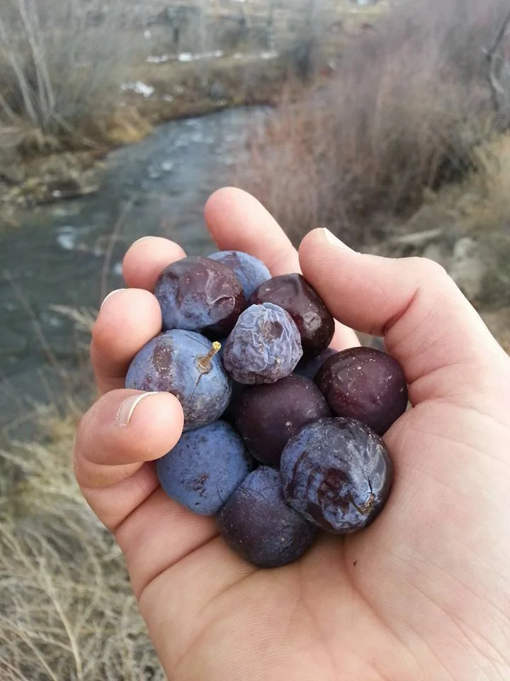 Frozen Plums 2.jpg