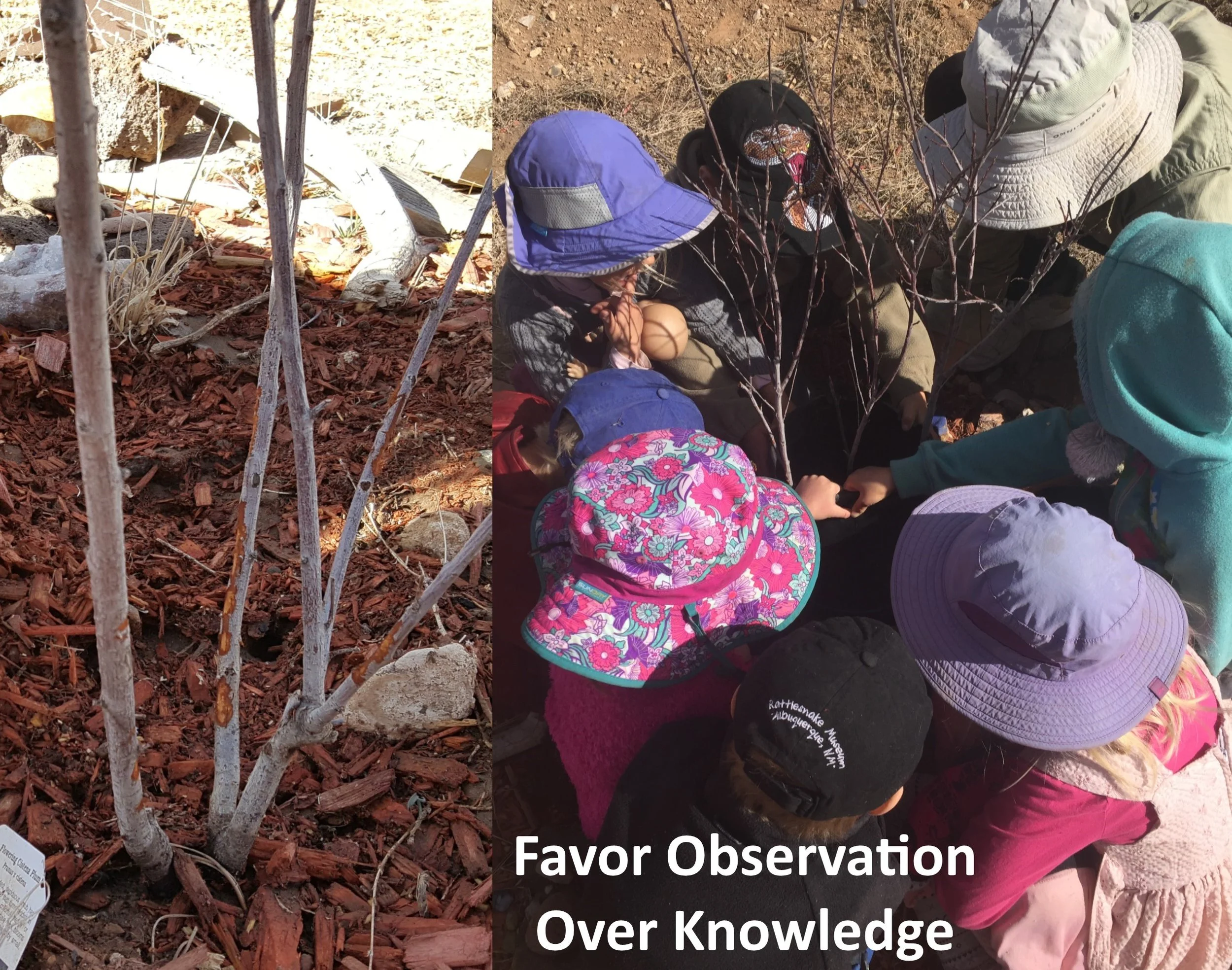 Favor Observation Over Knowledge.jpg