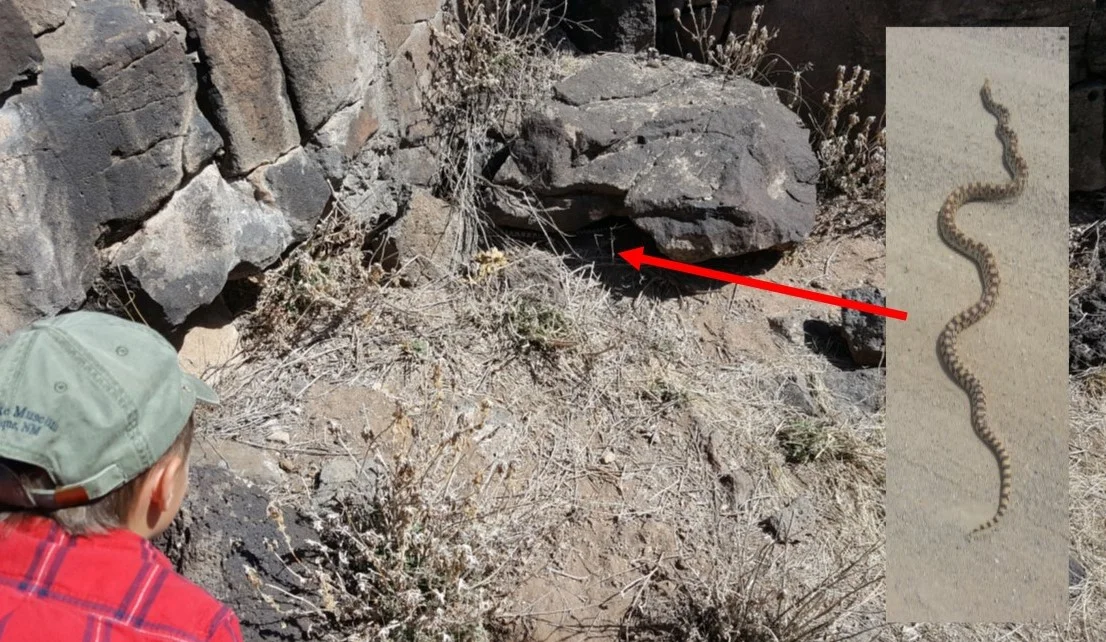 Bull Snake.jpg