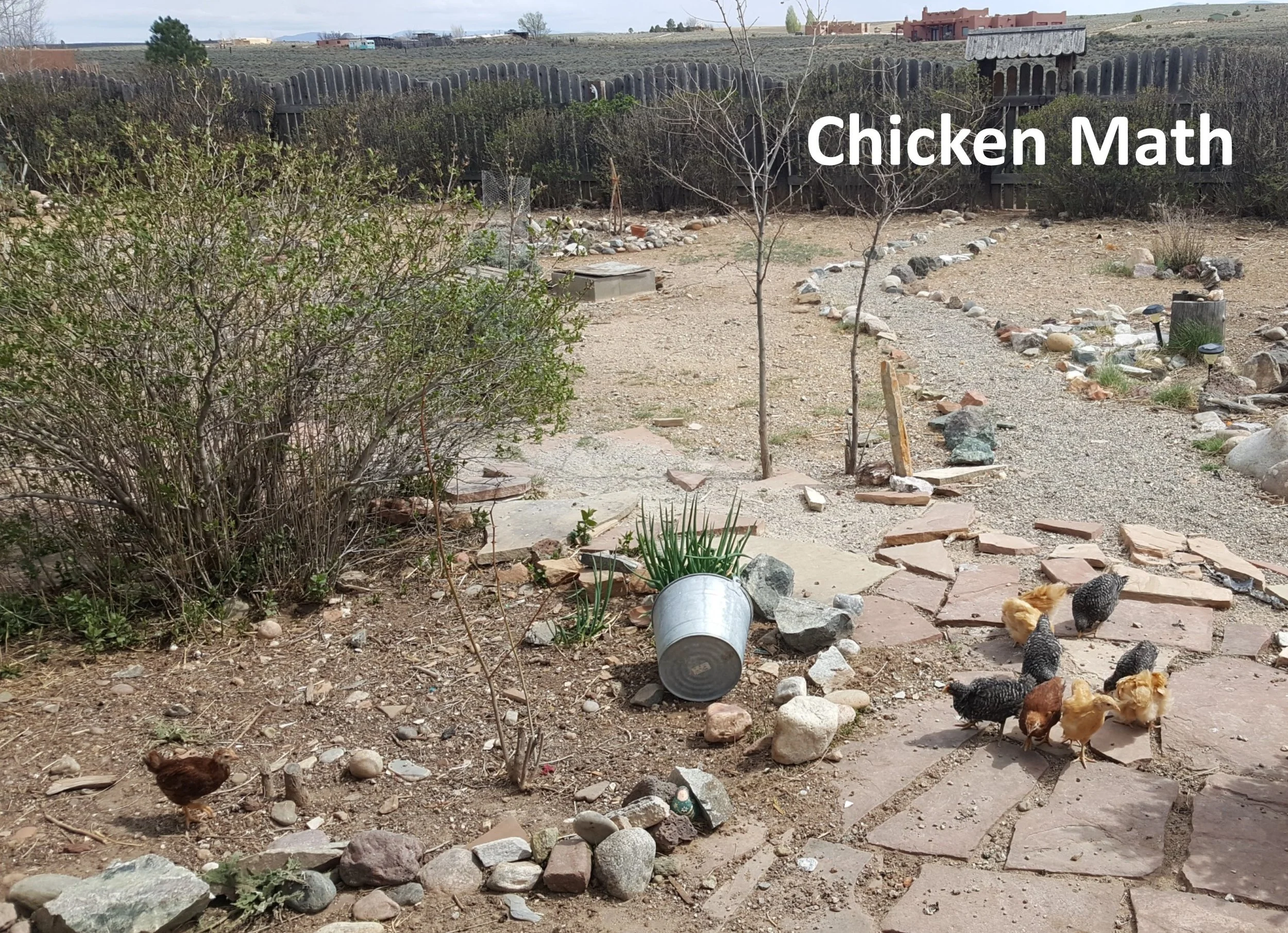 Chicken Math.jpg
