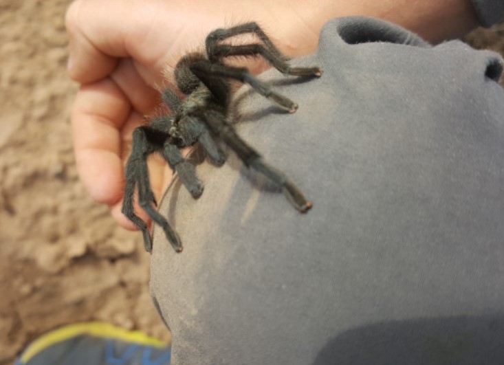 sized tarantula.jpg