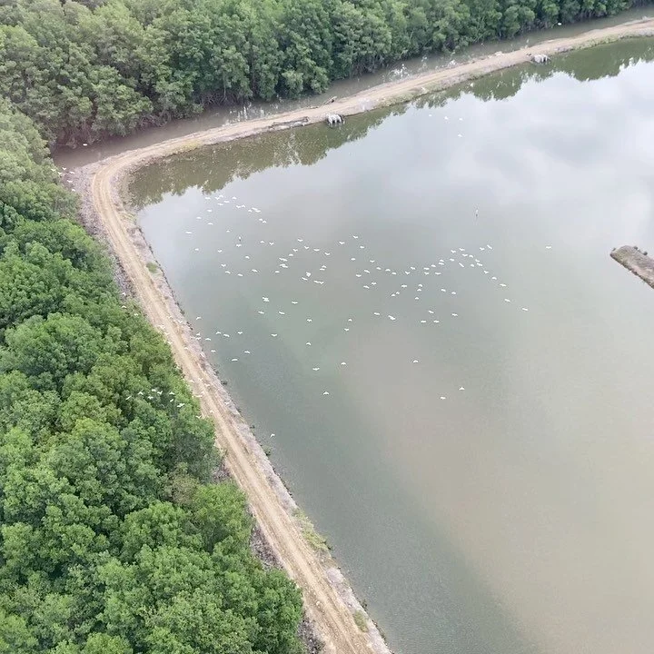 Birds&rsquo; eye view of shrimp ponds in #ecuador, the country&rsquo;s second largest export after oil.  Historically #shrimp ponds have been a driver of #mangrove deforestation - we are working on models to change that! (&amp; my first time in a hel