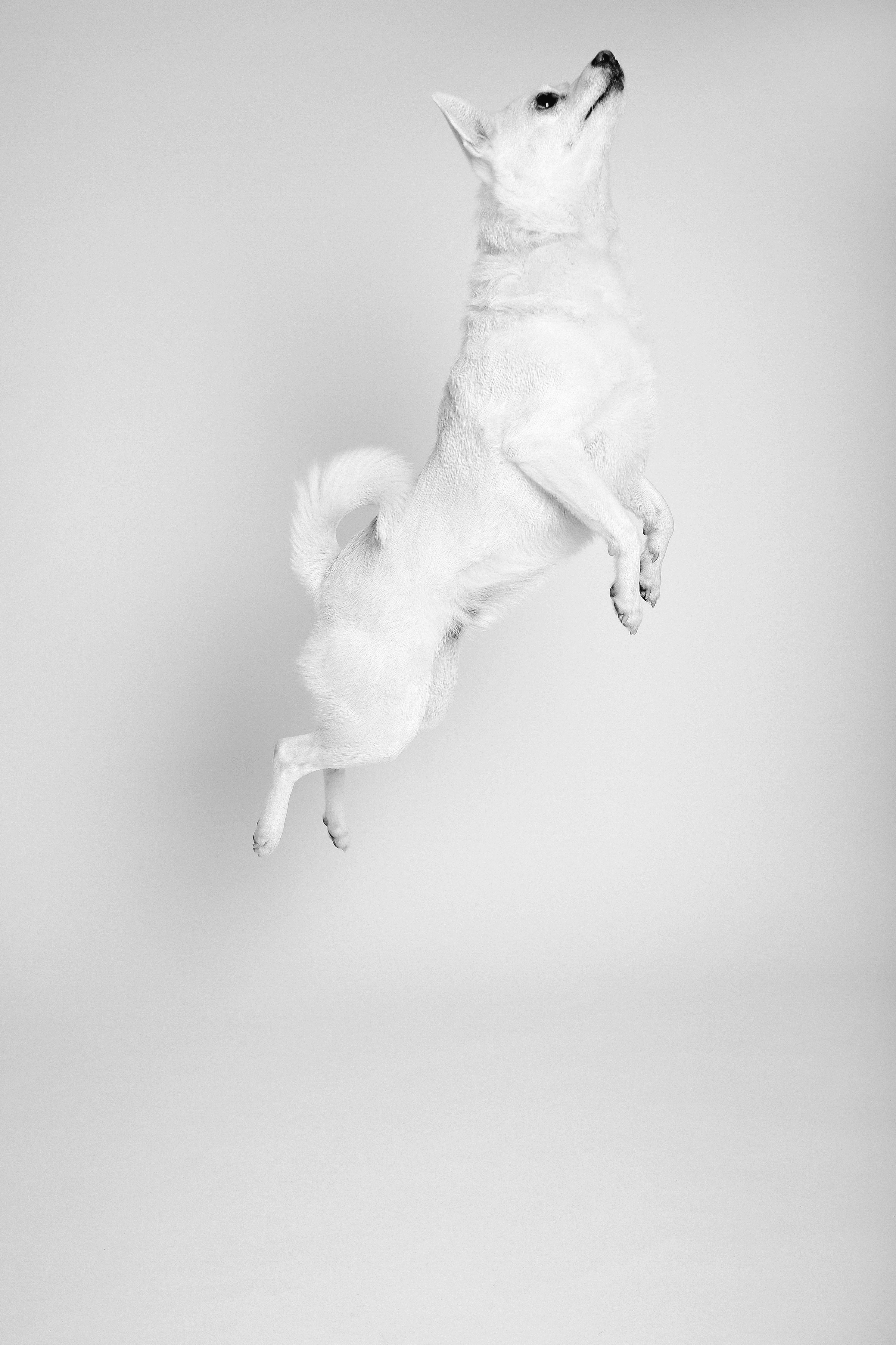 artistic_dog_photography-105.jpg
