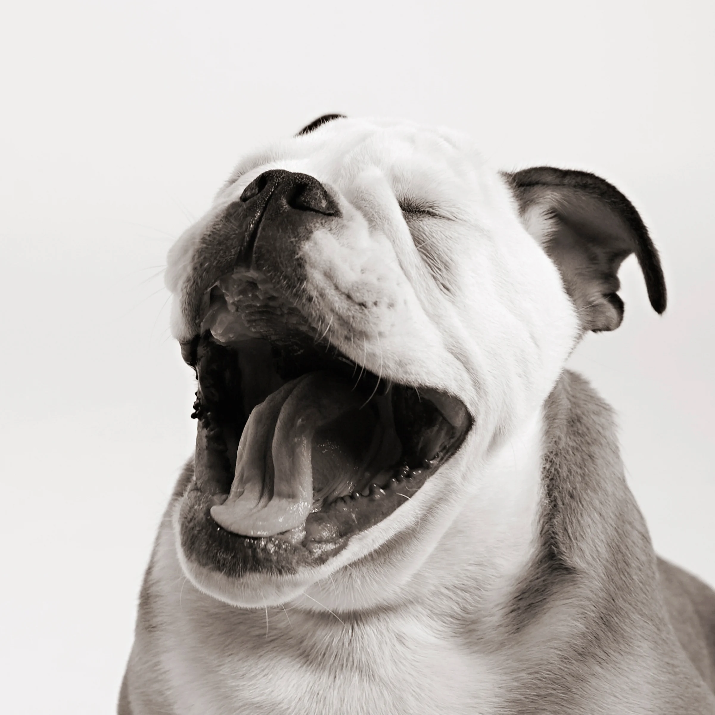 dog_photographer-5.jpg