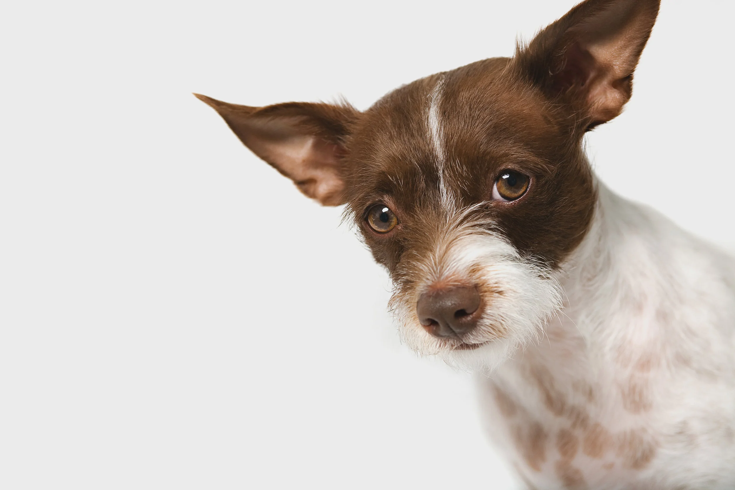 dog_photographer-53.jpg