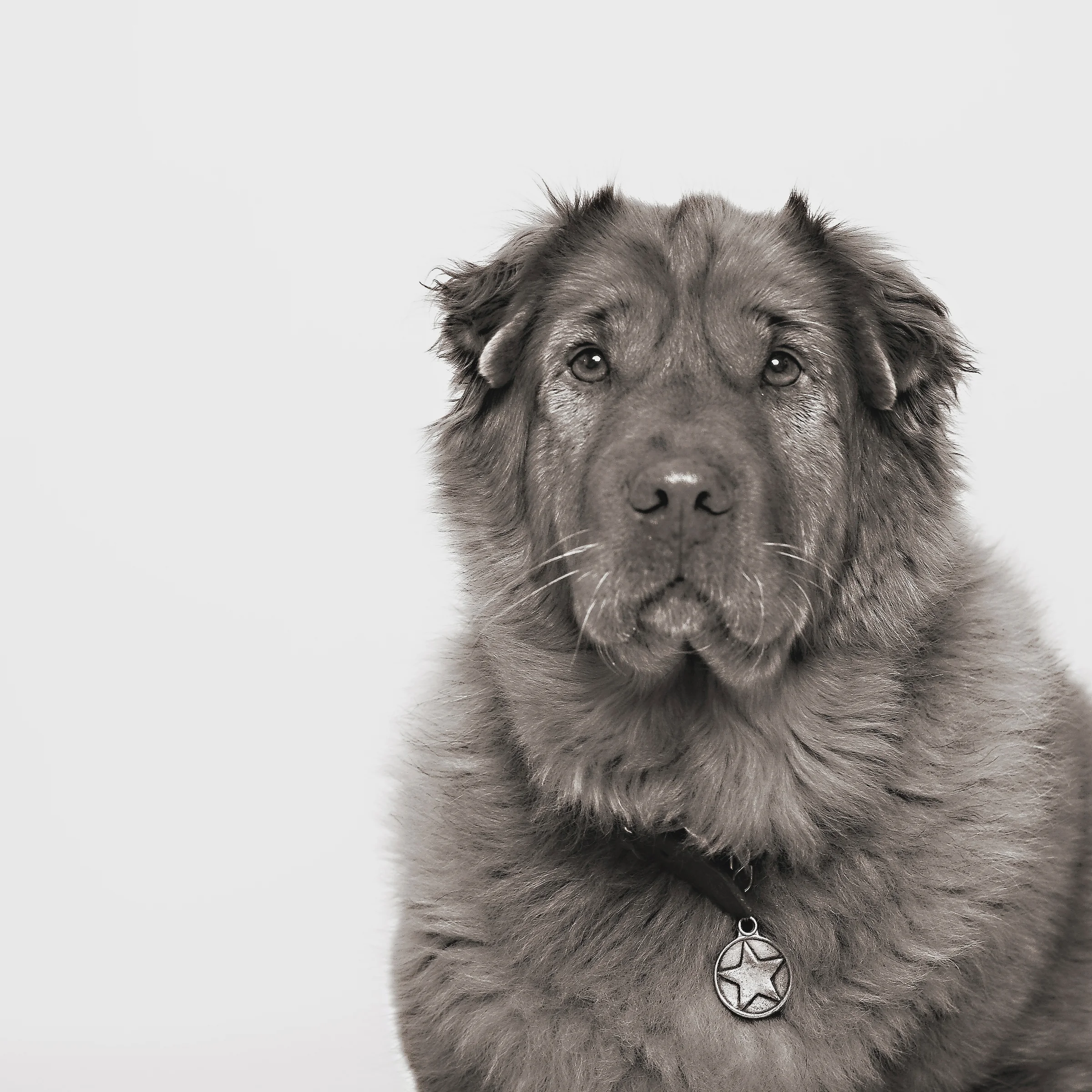 dog_photographer-67.jpg