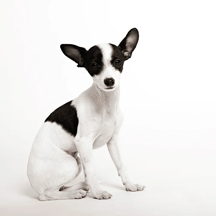 dog_photographer-104.jpg