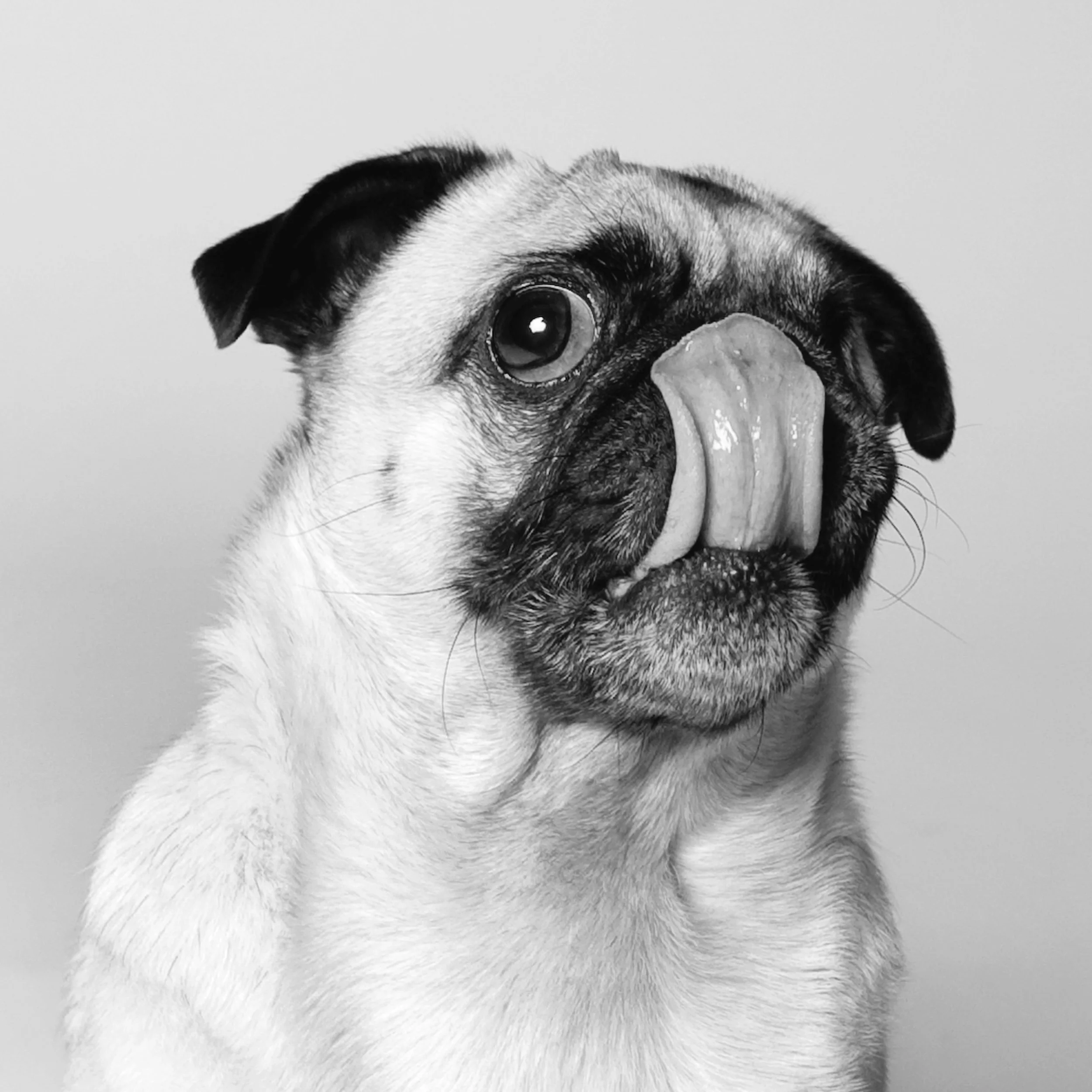 dog_photographer-107.jpg