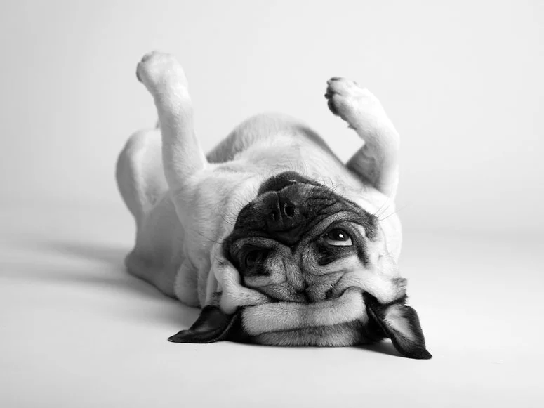 dog_photographer-111.jpg