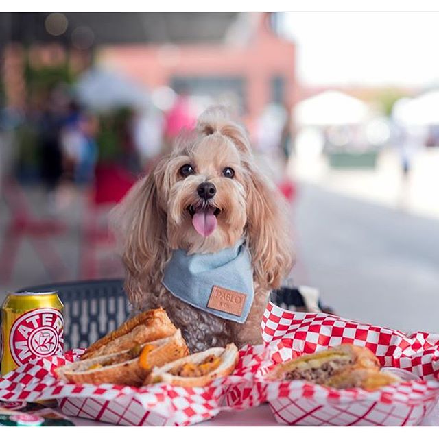 Dallas🚨 WE ARE BACK! 🍔It&rsquo;s starting to feel like summer ☀️🍹We love this picture of our friend @kimcheethemaltipoo 💙This weekend ----&gt;Boho Market! 👩🏻&zwj;🌾 Thank you for all your support and love! ❤️See y&rsquo;all Saturday 9-5 pm and 