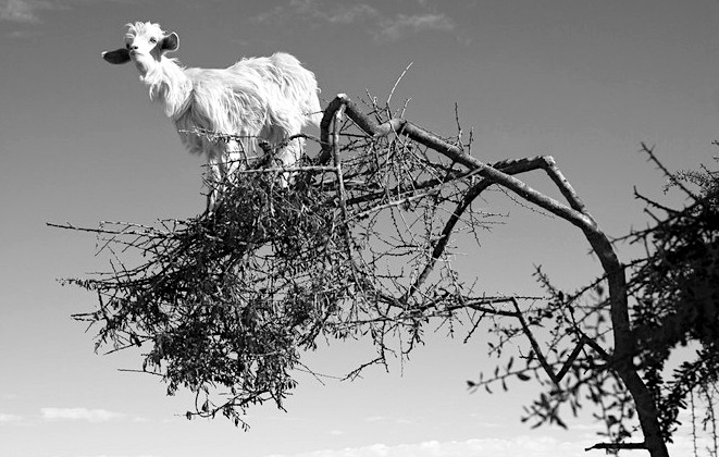 GoatinTree.jpeg