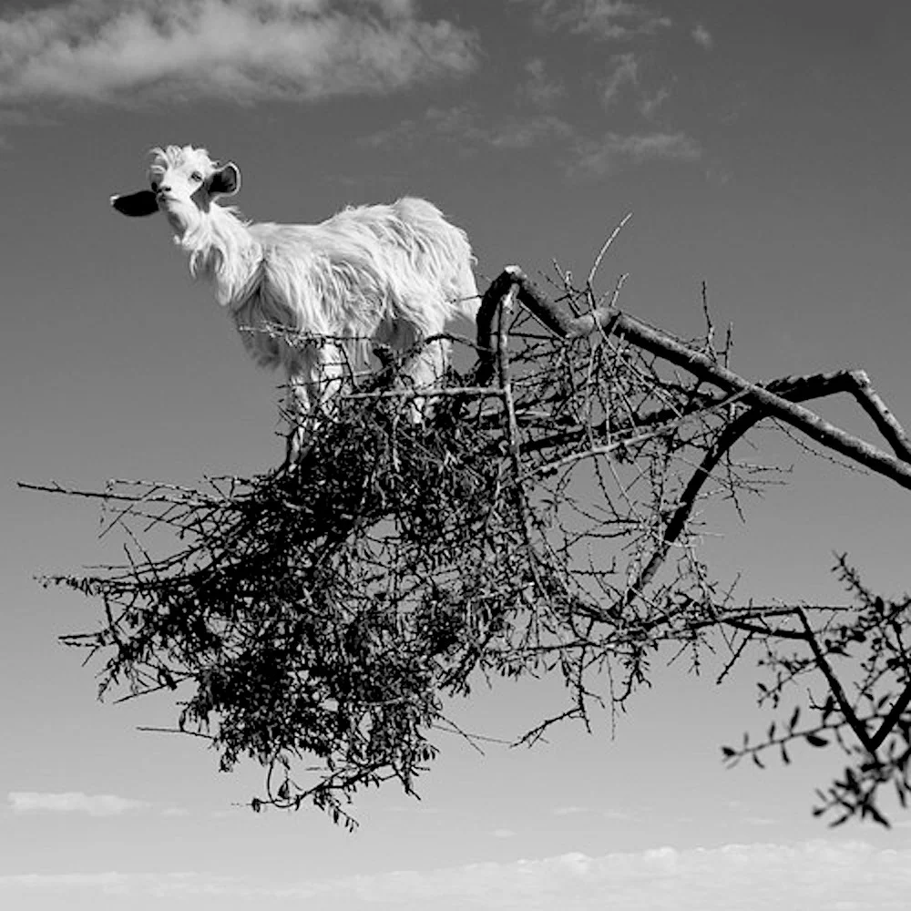 The Bee // Out on a Limb