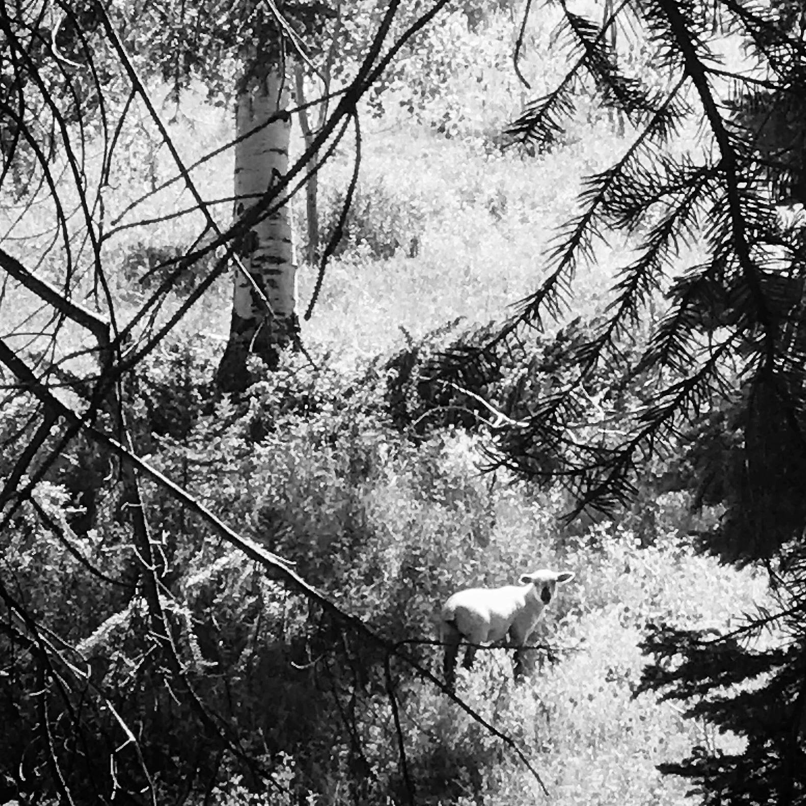 The Bee // Gone Astray