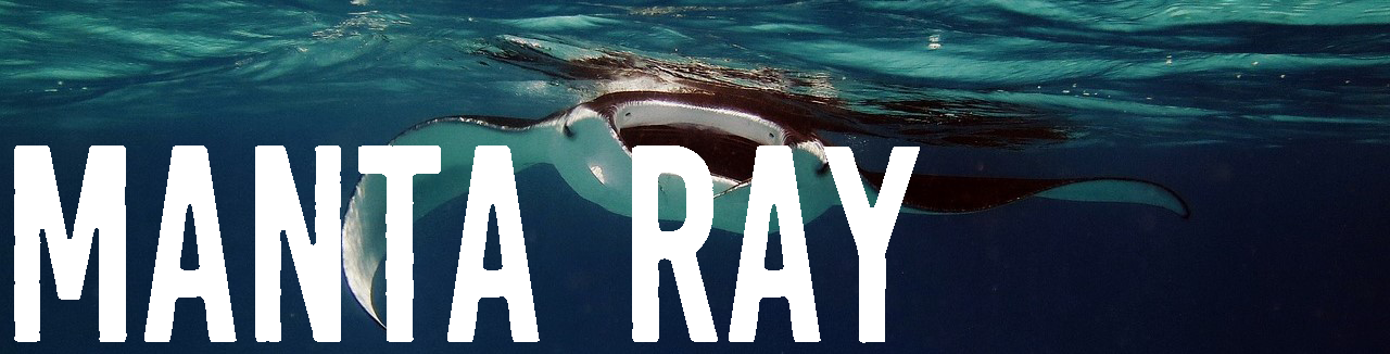Fish-Manta-Ray-Manta-Ocean-Underwater-Ray-Sea-2064537.png