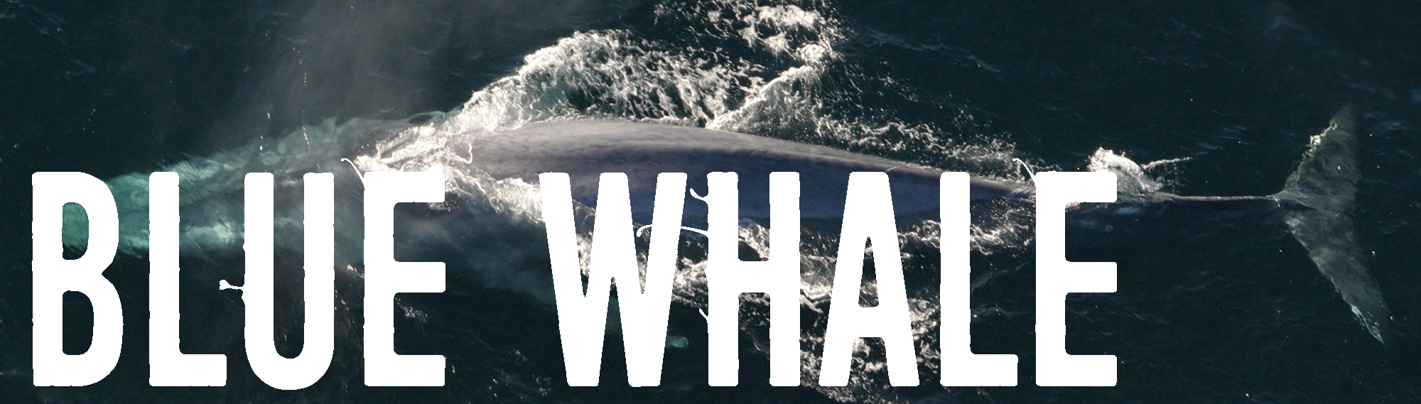 Blue whale 2.png