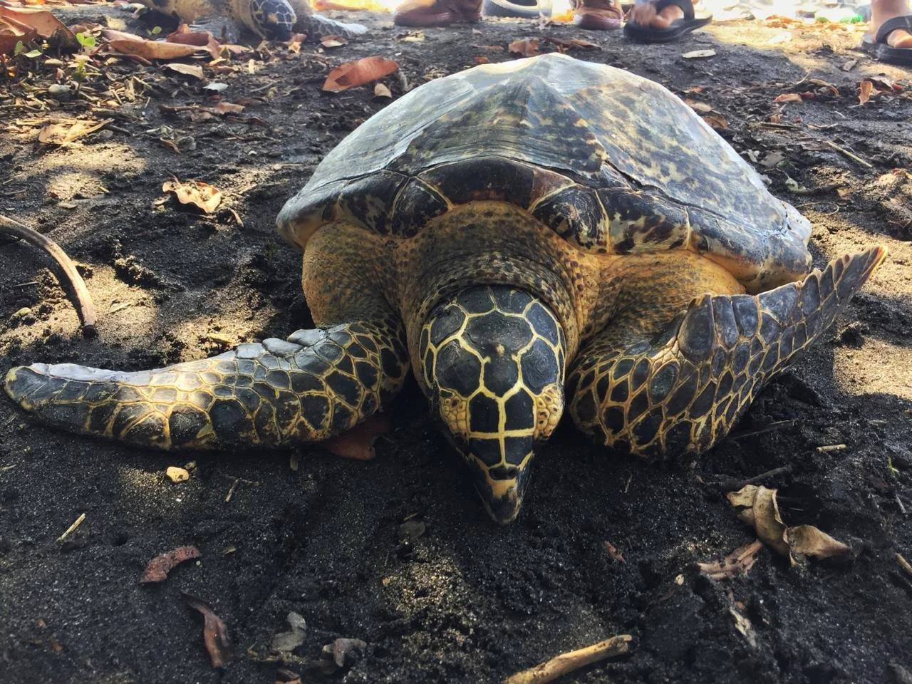 Release of the critically endangered red list species; the Hawksbill Sea Turtle (Eretmochelys imbricata)