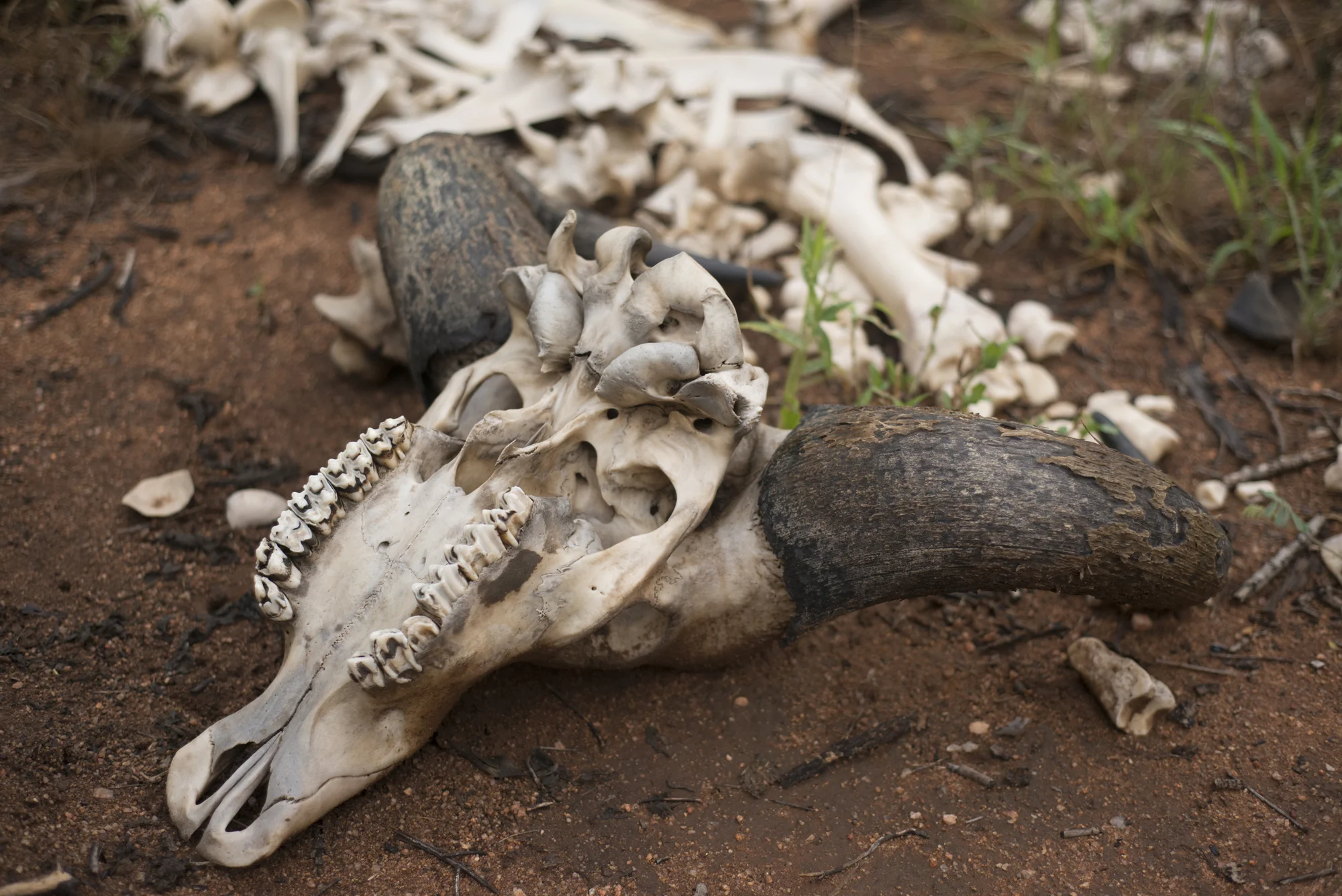 2017. Black Mambas. Balule Reserve, South Africa www.thebigproject.life/felicia-balule-reserve-south-africa