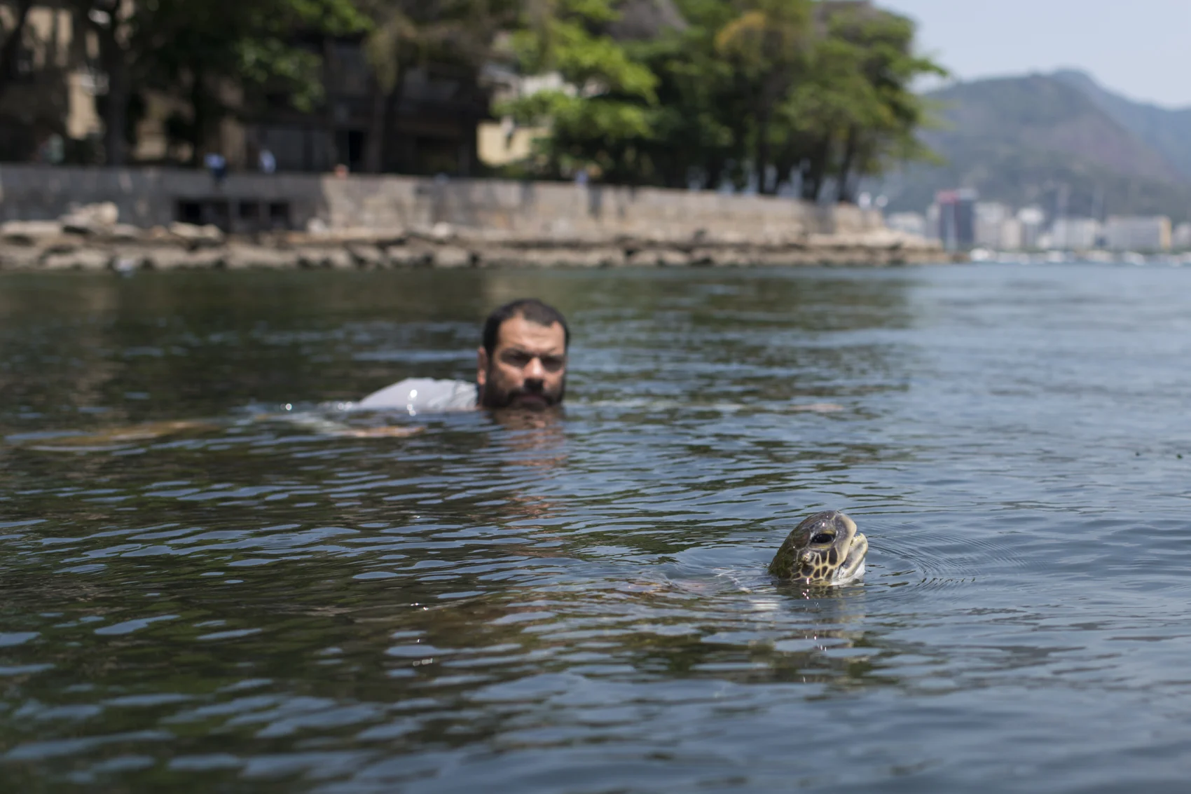  Some animals chose Urca Beach to be their home. Between seahorses, starfish and anemones, the sea turtle named Cow (because of her behavior) is one of these creatures Ed follows for over 5 years. The privilege to be able to swim with animals and see