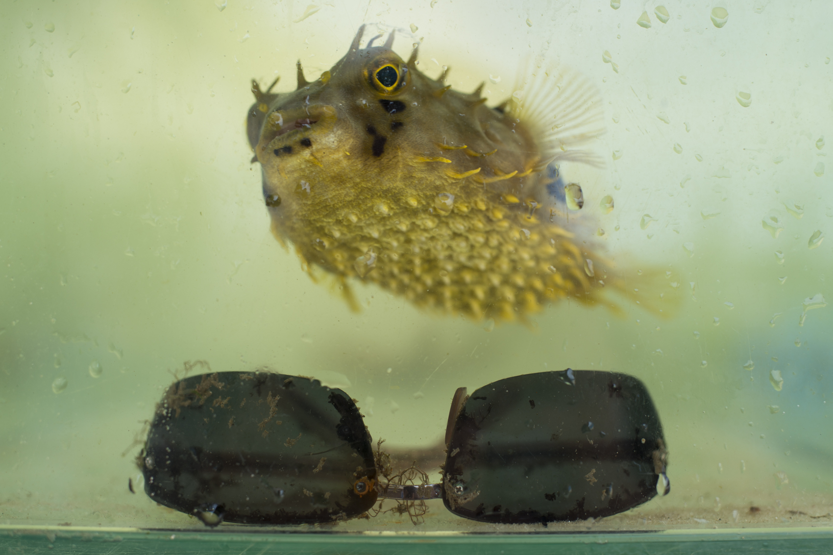  To facilitate the understanding and strengthen the bond between students and the environment, Ed uses visual appeals in his classes. To exemplify local marine life and explain physical qualities and some behaviors, a pufferfish is put in a aquarium 