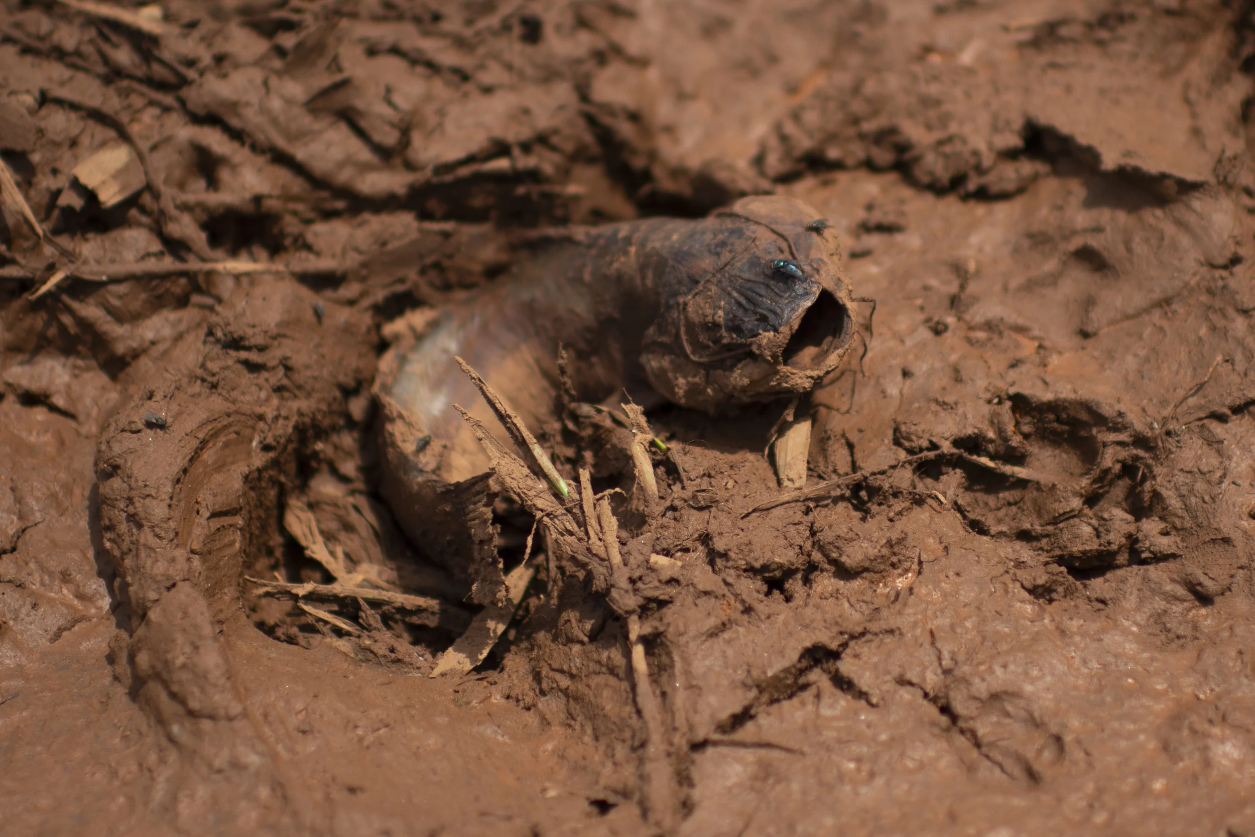  A dead fish is stuck in the mud two days after a dam collapse in Brumadinho. 2019 © FOR BBC NEWS BRASIL 