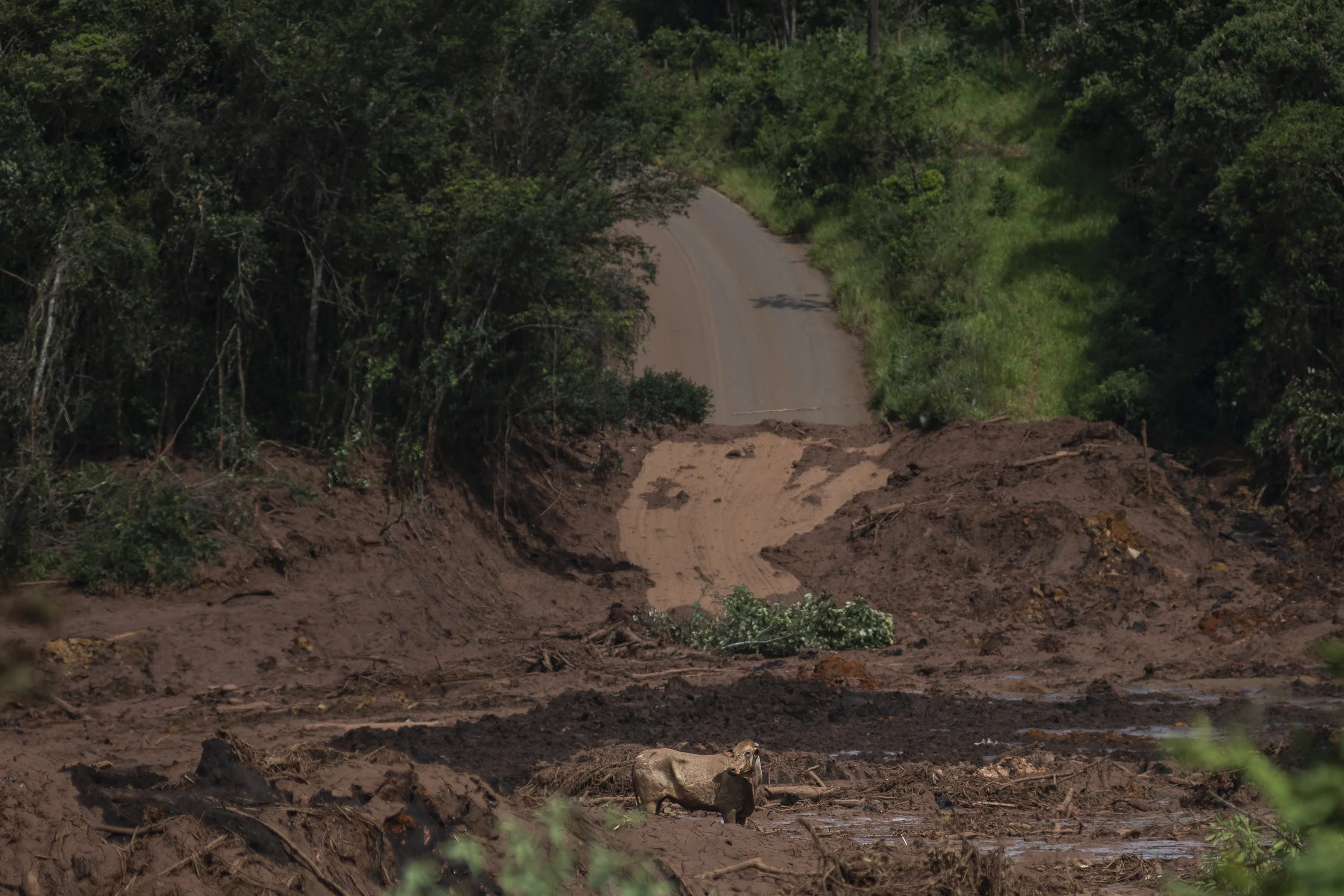  An ox is seen on mud two days after the dam collapsed, in Córrego do Feijão, Brumadinho. © FOR BBC NEWS BRASIL 