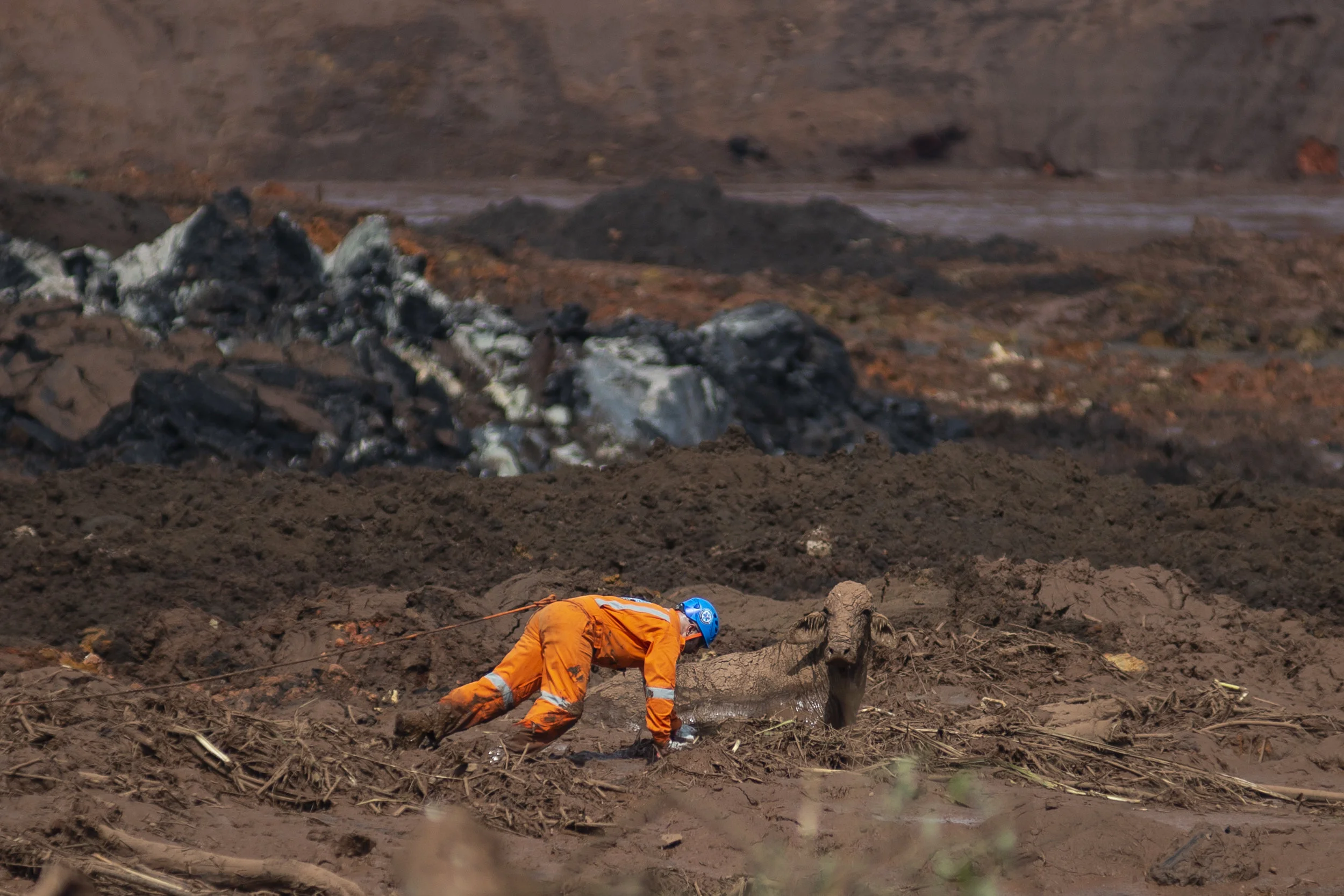Tentativa de resgate de uma vaca atingida pela lama tóxica de rejeito de minério, em Córrego do Feijão, Jan. 27, 2019. Para BBC News Brasil.