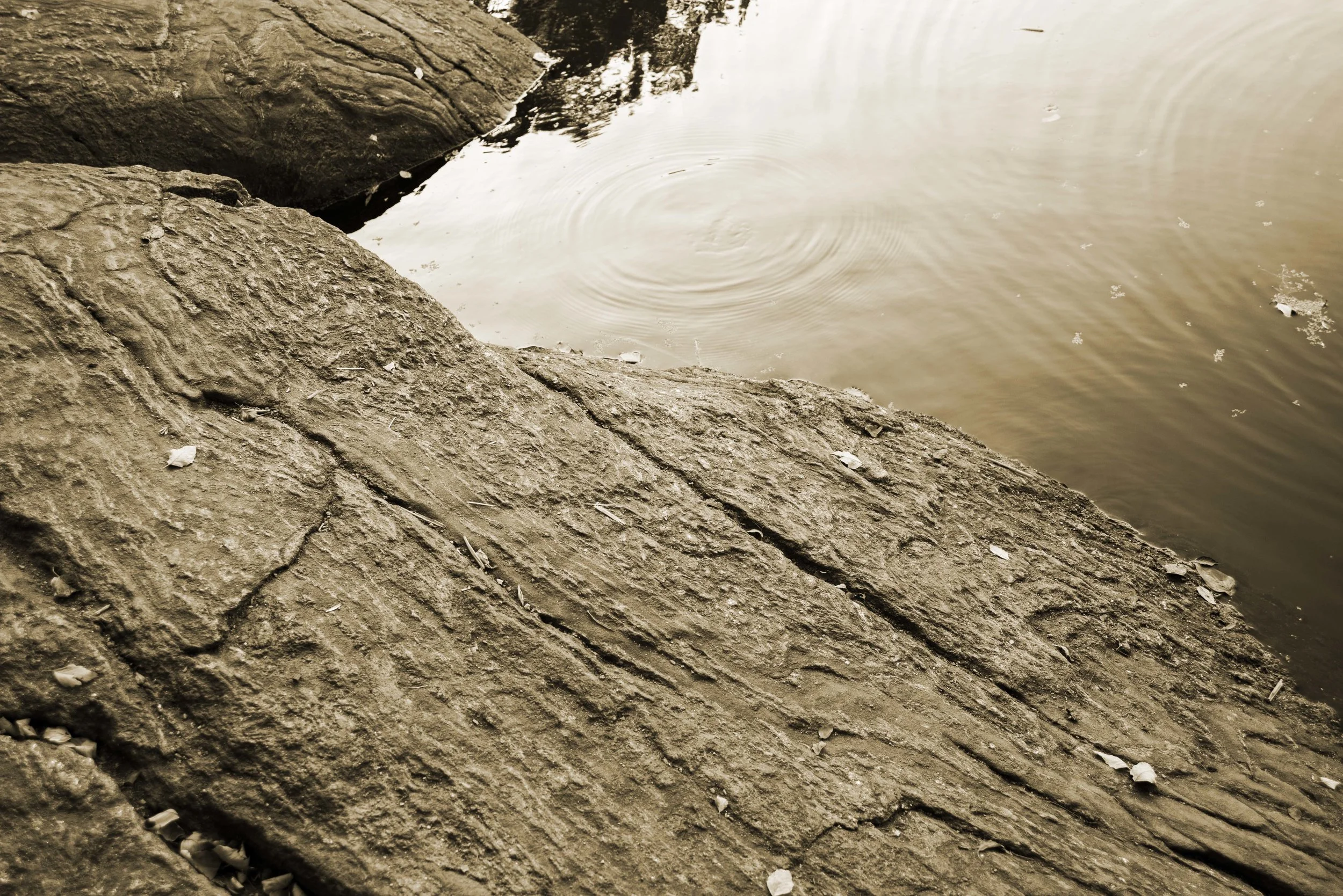 DSC_4242+copy.jpg